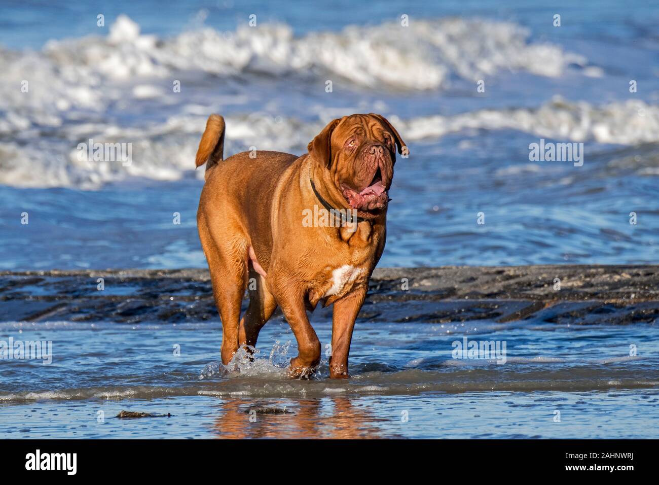 Unleashed Dogue de Bordeaux / Francese Mastiff / Bordeauxdog, Francese cane di razza sguazzare in acqua di mare lungo la costa del Mare del Nord Foto Stock