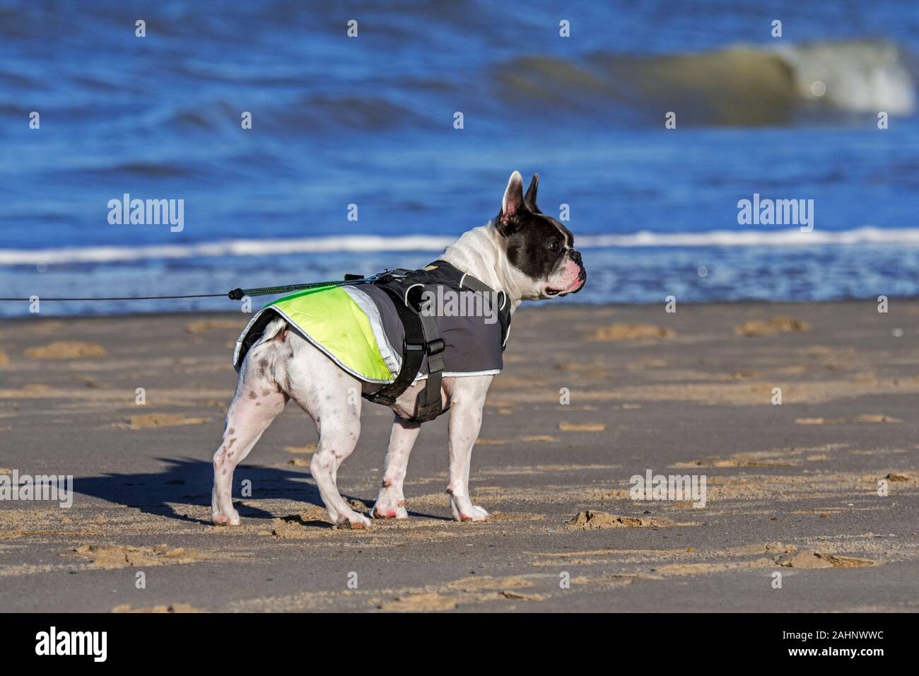 Bulldog francese indossando a piedi regolabili e cablaggio del rivestimento del cane / camicia contro il freddo sulla spiaggia in inverno Foto Stock