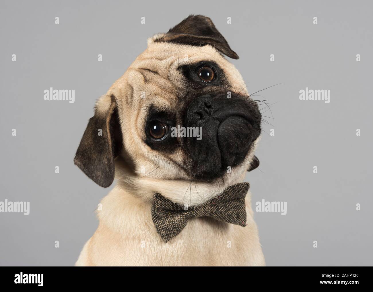 Maschio, Pug cucciolo, Regno Unito Foto Stock