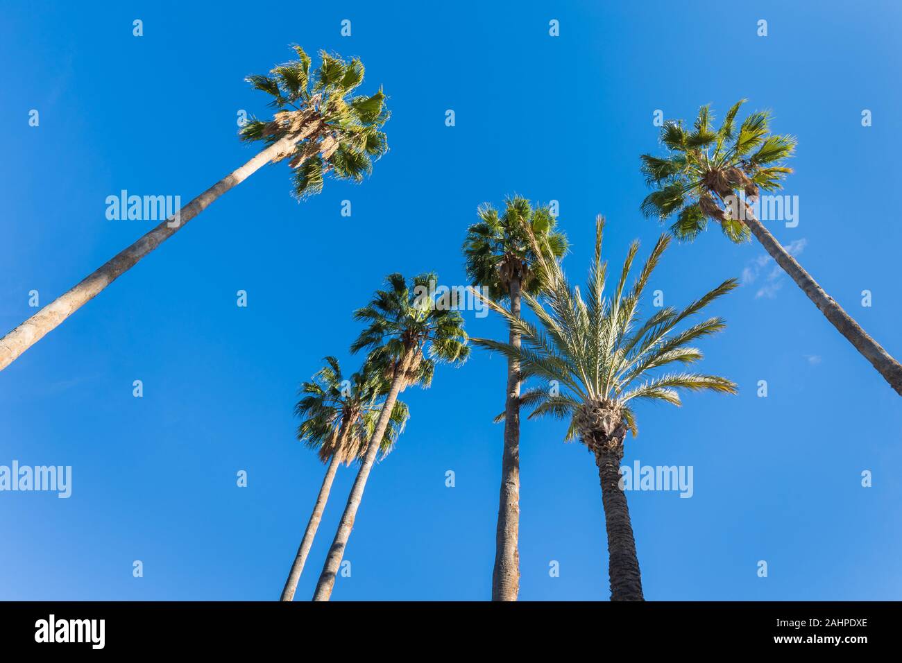 Silhouette palme sulla spiaggia al tramonto. Tono vintage. Paesaggio con palme, durante la stagione estiva per lo stato della California, Stati Uniti d'America bellissimo sfondo Foto Stock