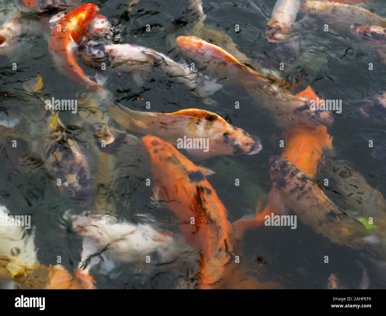 Alimentazione di koi a santo fontana a molla sull'isola di Bali Foto Stock