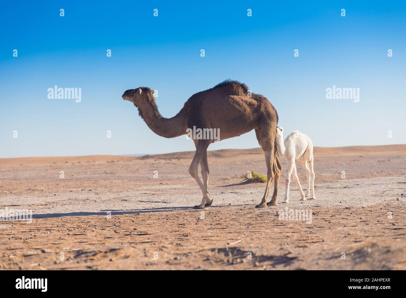 Camel Cub Immagini E Fotos Stock Alamy