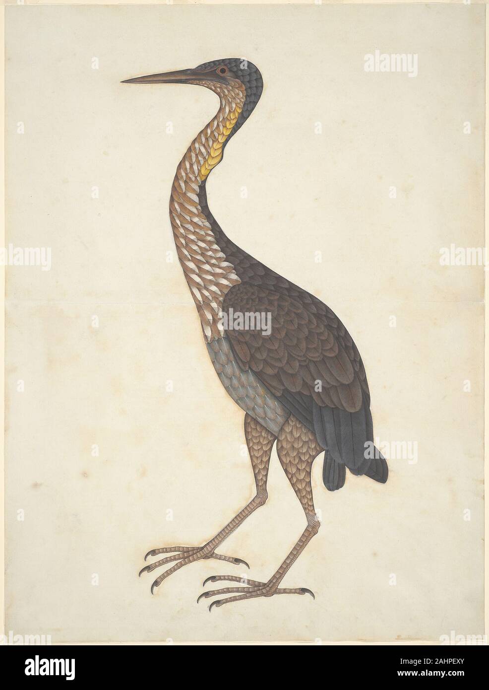 Airone rosso (Ardea purpurea). 1775-1825. India. Acquerello su carta filigranata Foto Stock Airone rosso (Ardea purpurea). 1775-1825. India. Acquerello su carta filigranata Foto Stock