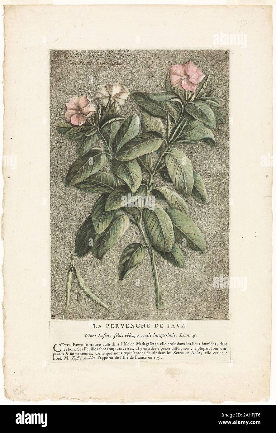 Jacques Fabien Gautier d'Agoty. La pervinca di Java, dalla collezione di usuali, curioso e impianti esteri. 1767. La Francia. Colore Incisione Incisione da imbianchino e roulette, con acquerello (mano colorazione), su avorio di cui la carta con ricomposto attachment Gautier D'Agoty citato lo scienziato svedese Carlo Linneo come la fonte della sua classificazione delle piante in questo volume. Il printmaker aveva ramificato fuori dal suo solito oggetto di anatomia e la sua colorazione manca di alcune delle sue caratteristiche di vitalità. Mentre ci sono aree di colore aggiunto con una roulette (lo strumento utilizzato per creare anche le patch di soft colo Foto Stock Jacques Fabien Gautier d'Agoty. La pervinca di Java, dalla collezione di usuali, curioso e impianti esteri. 1767. La Francia. Colore Incisione Incisione da imbianchino e roulette, con acquerello (mano colorazione), su avorio di cui la carta con ricomposto attachment Gautier D'Agoty citato lo scienziato svedese Carlo Linneo come la fonte della sua classificazione delle piante in questo volume. Il printmaker aveva ramificato fuori dal suo solito oggetto di anatomia e la sua colorazione manca di alcune delle sue caratteristiche di vitalità. Mentre ci sono aree di colore aggiunto con una roulette (lo strumento utilizzato per creare anche le patch di soft colo Foto Stock