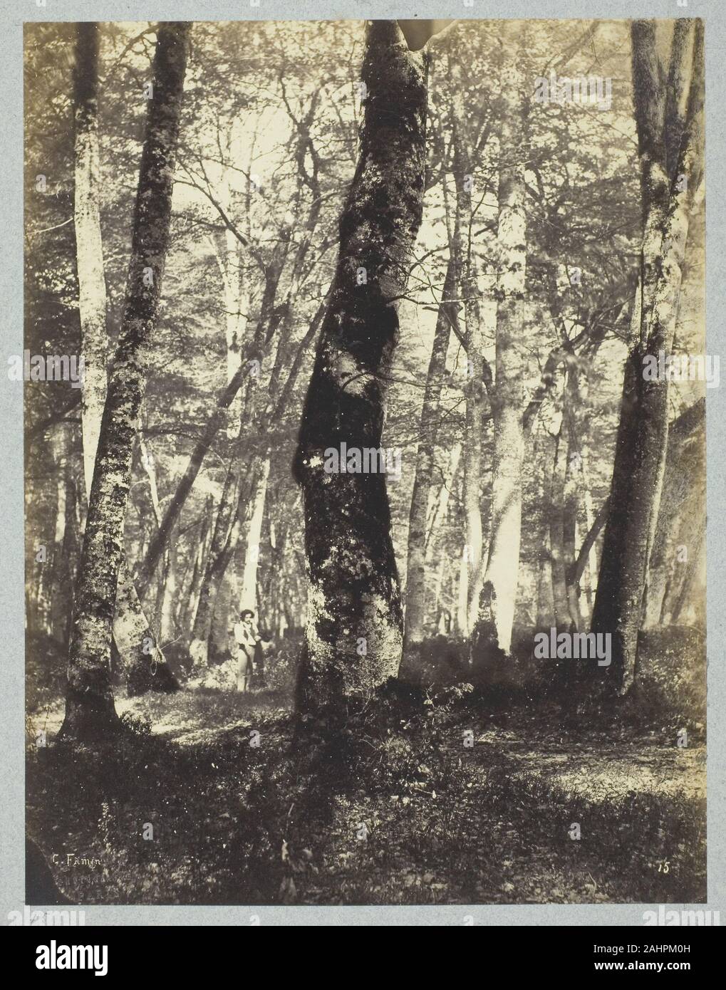 Famin costante. Studio in La foresta di Barbizon. 1860-1869. La Francia. Albume stampare Foto Stock