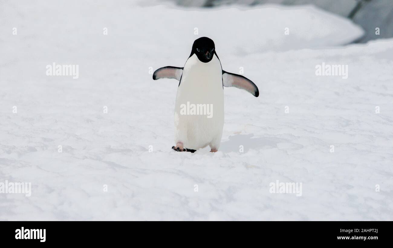 Un pinguino Adélie passeggiate nella neve. Petermann Island, l'Antartide. Foto Stock