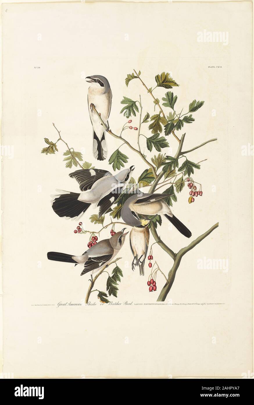 Robert Havell. Great American Shrike. 1834. In Inghilterra. Colorate a mano incisione, con la puntasecca, su avorio carta intessuta Foto Stock Robert Havell. Great American Shrike. 1834. In Inghilterra. Colorate a mano incisione, con la puntasecca, su avorio carta intessuta Foto Stock