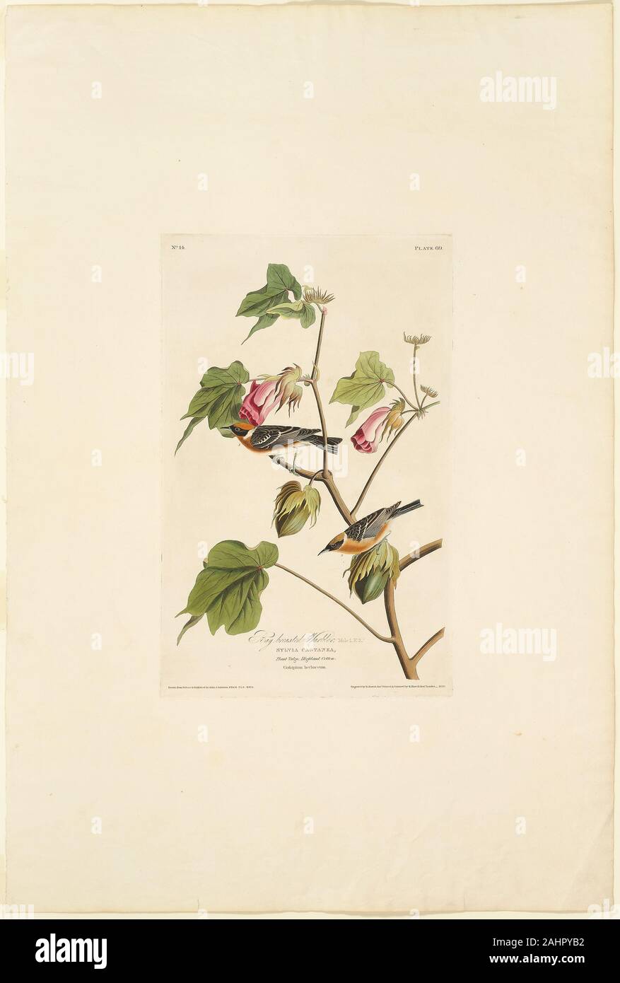 Robert Havell. Maschio petto della baia di trillo. 1829. In Inghilterra. Colorate a mano incisione, con la puntasecca, crema su carta intessuta Foto Stock Robert Havell. Maschio petto della baia di trillo. 1829. In Inghilterra. Colorate a mano incisione, con la puntasecca, crema su carta intessuta Foto Stock
