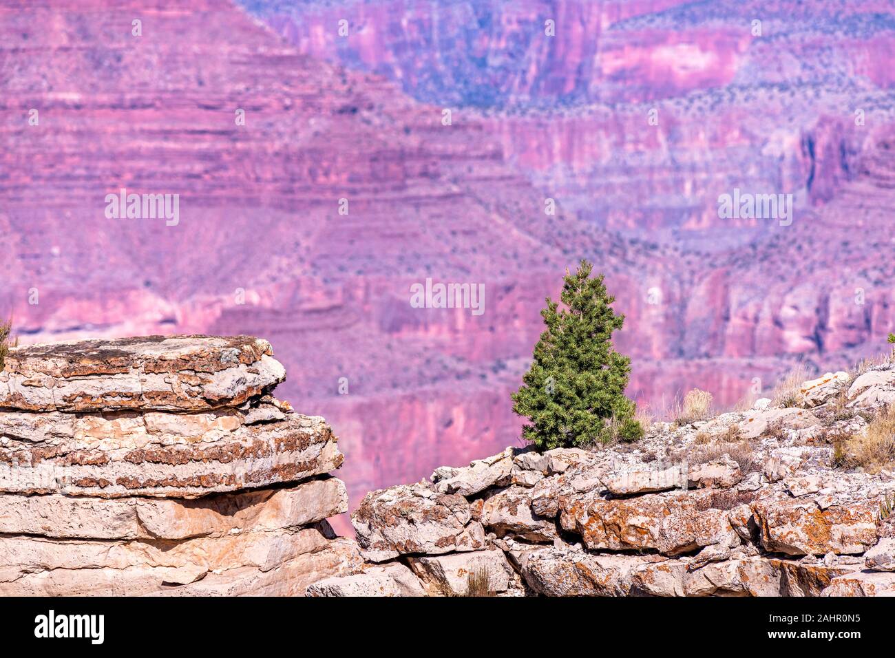 Una drammatica vista panoramica di un altopiano a Moran Point che mostra un Lone Pine Tree in cima alla sporgenza incorniciato da red Grand Canyon rock. Foto Stock