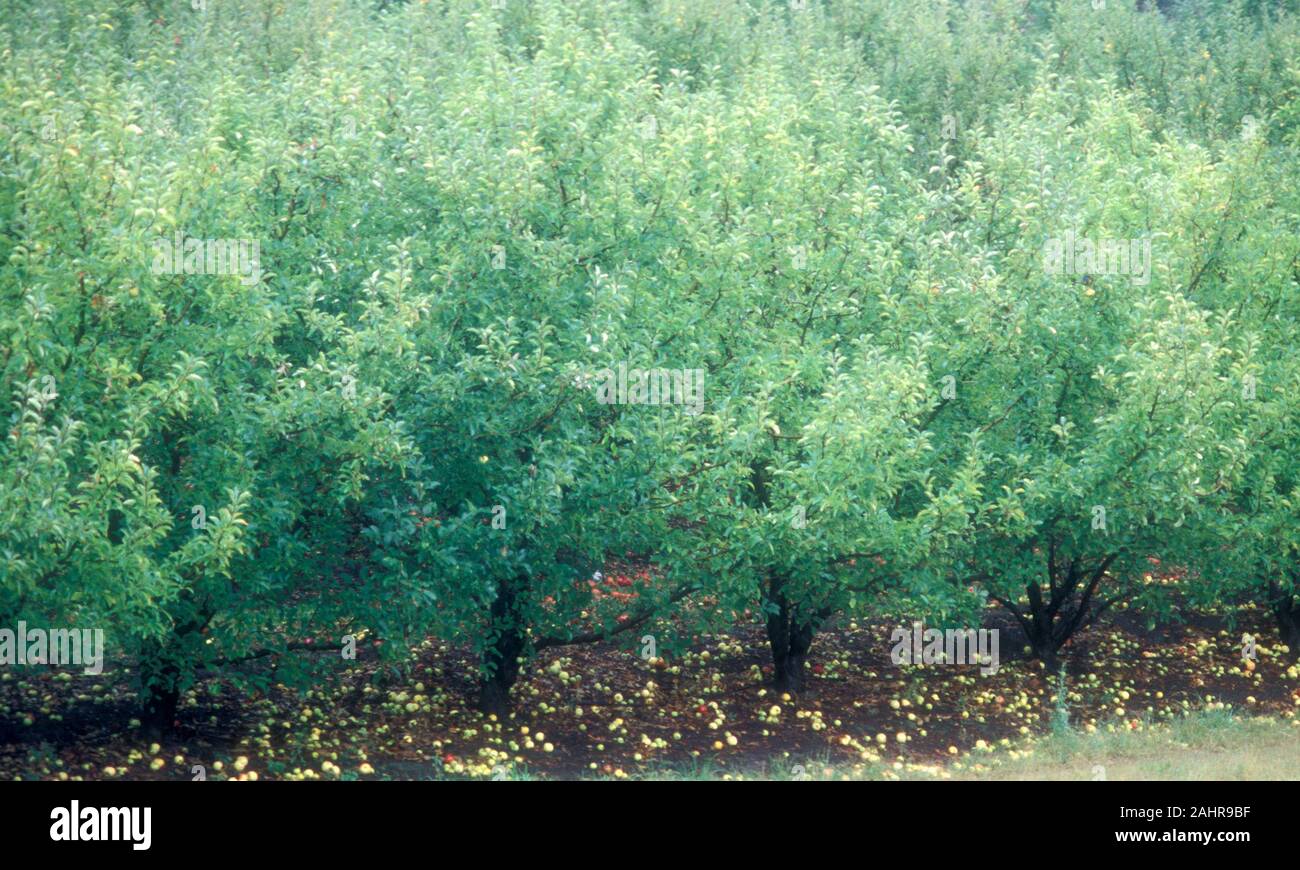 Alberi di mele e frutti caduti lasciati a marcire in un frutteto rurale nelle colline di Adelaide, Australia del Sud Foto Stock