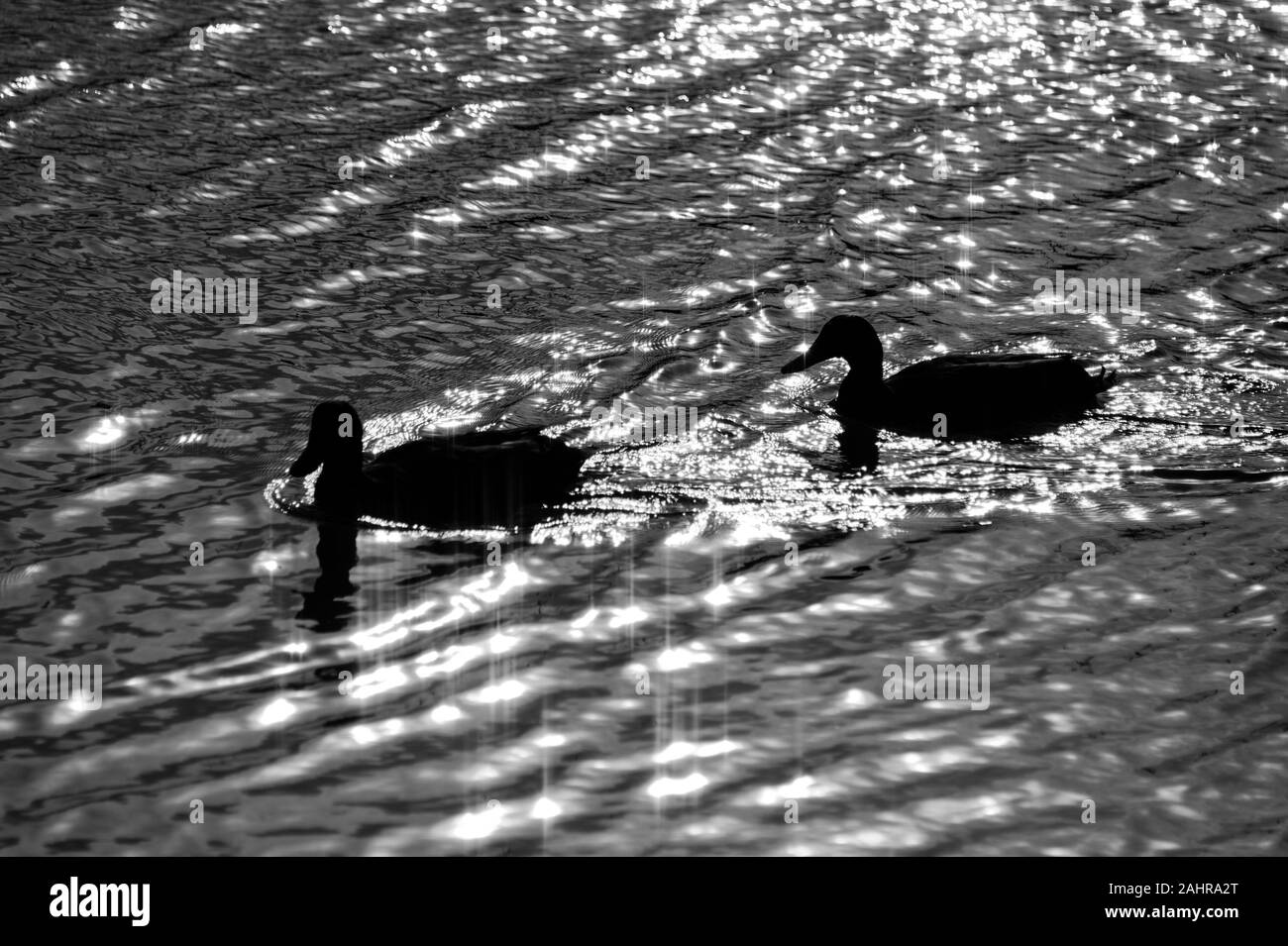 Due anatre nuotare con luce che risplende l'acqua intorno a loro Foto Stock