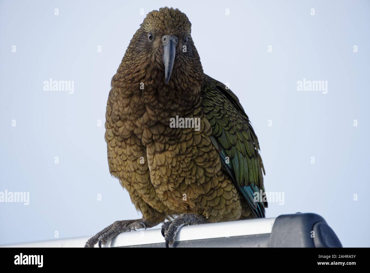 Un malizioso kea, il mondo solo apline parrot, siede su un auto di guide del tetto Foto Stock