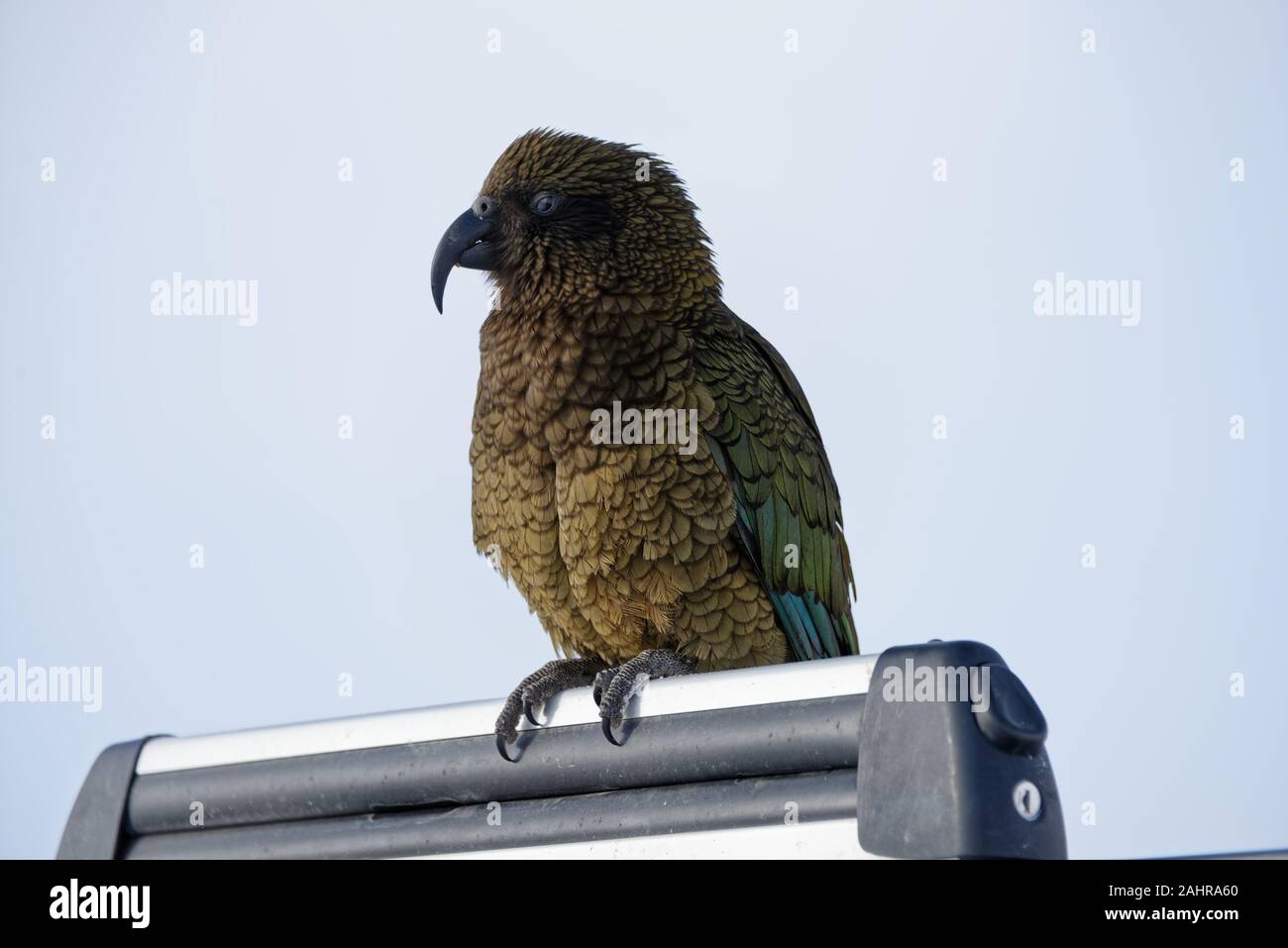 Un kea si siede a lato il fotografo che mostra la sua potente becco ad uncino Foto Stock