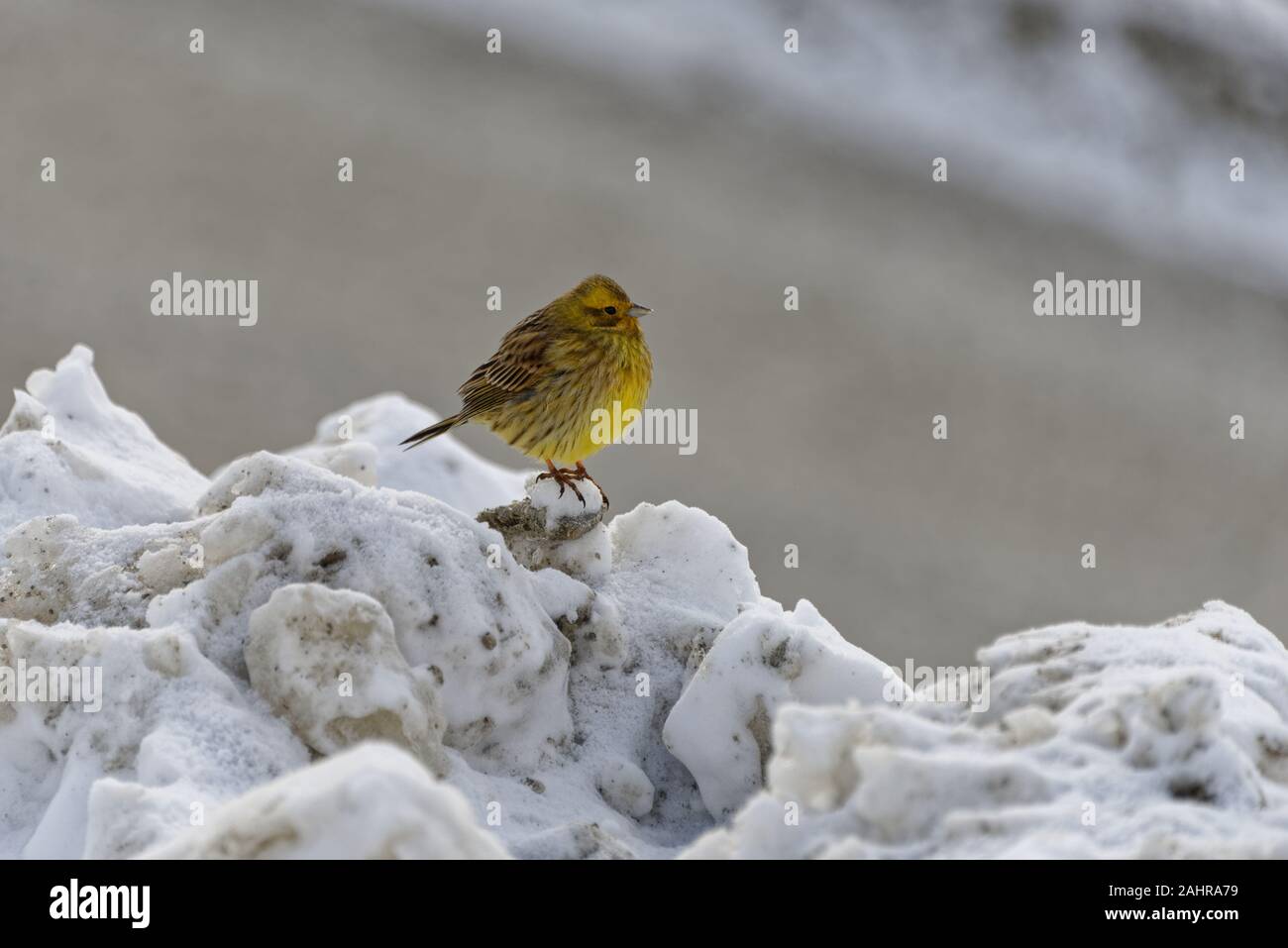 Un freddo, gonfi, giallo bunting sorge sulla sommità di un po' di neve. Foto Stock