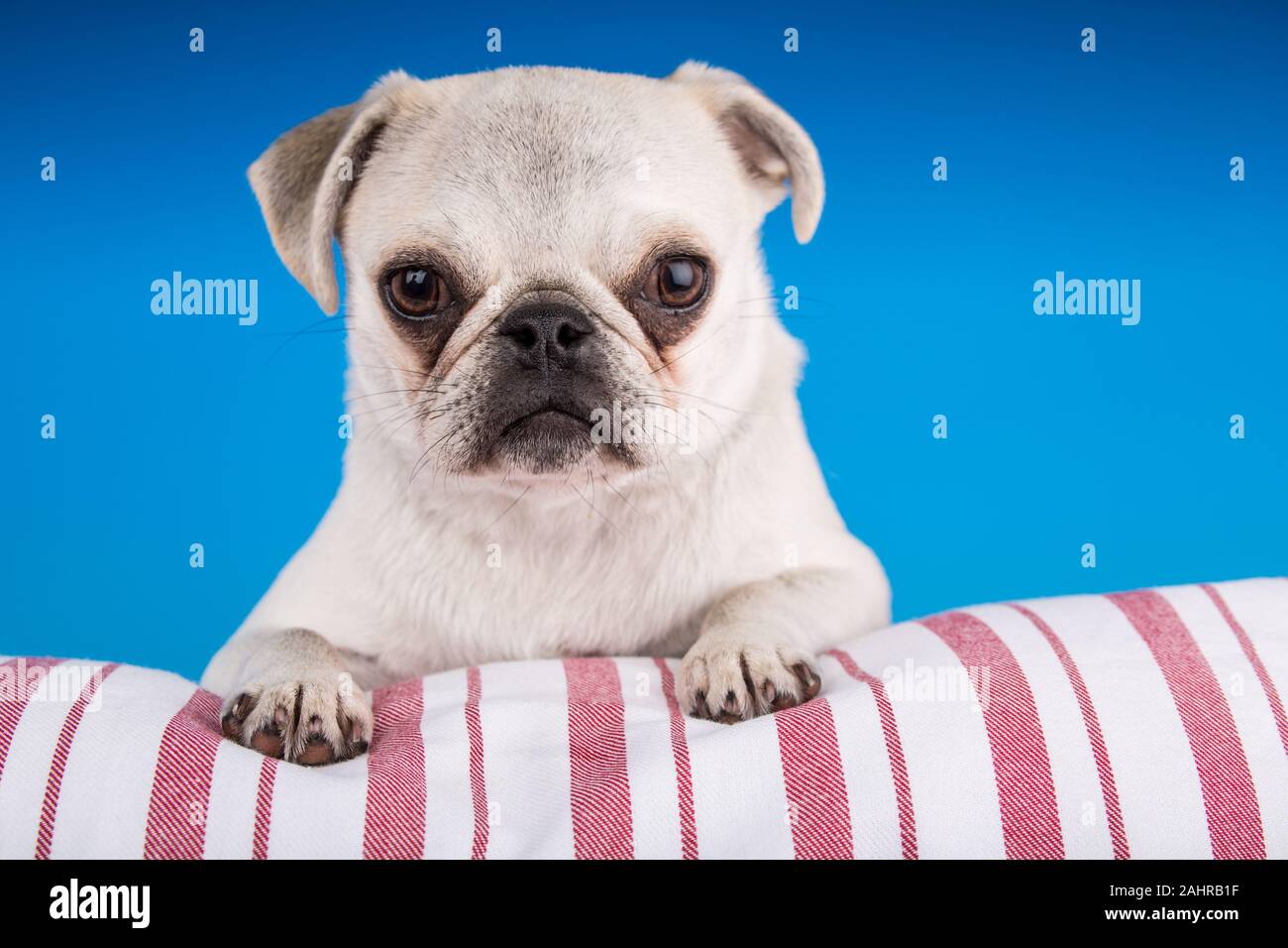 Issaquah, Washington, Stati Uniti d'America. 'MAX', un bianco Pug cucciolo, appoggiata su di un cuscino a strisce. (PR) Foto Stock