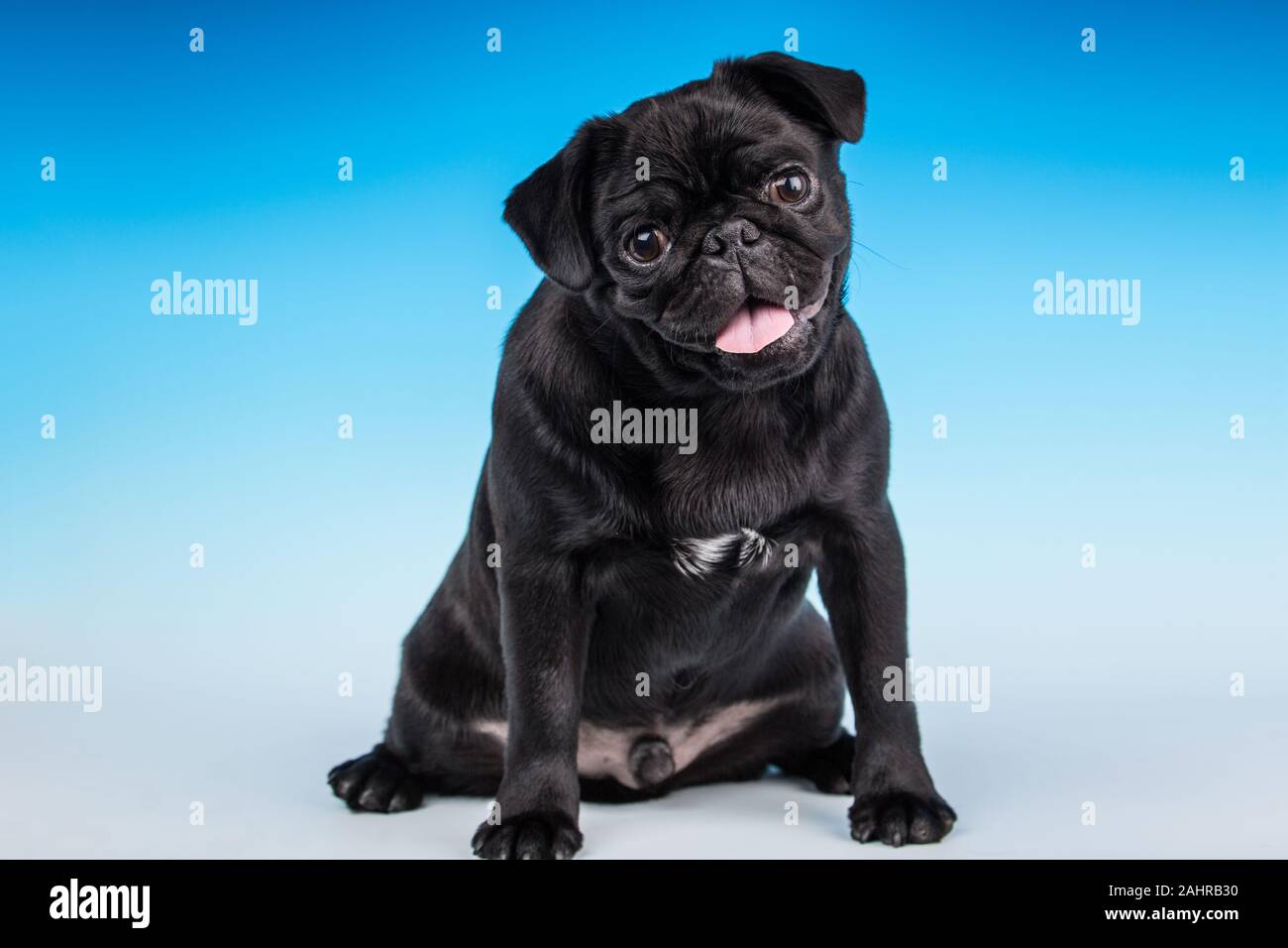 Issaquah, Washington, Stati Uniti d'America. "Kato', un nero Pug cucciolo seduto in un monolocale. (PR) Foto Stock