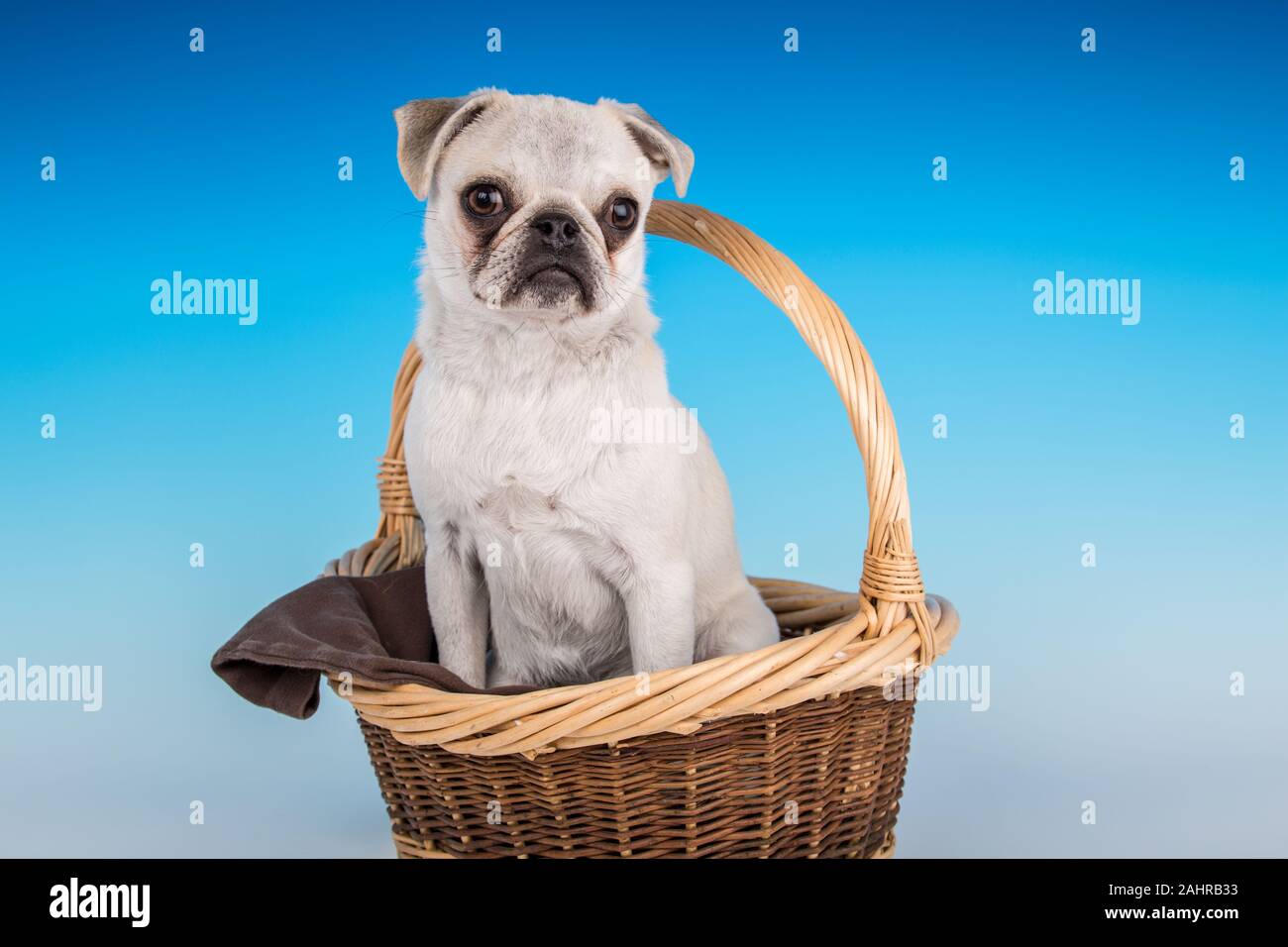 Issaquah, Washington, Stati Uniti d'America. 'MAX', un bianco Pug cucciolo, seduti in un grande cestino. (PR) Foto Stock