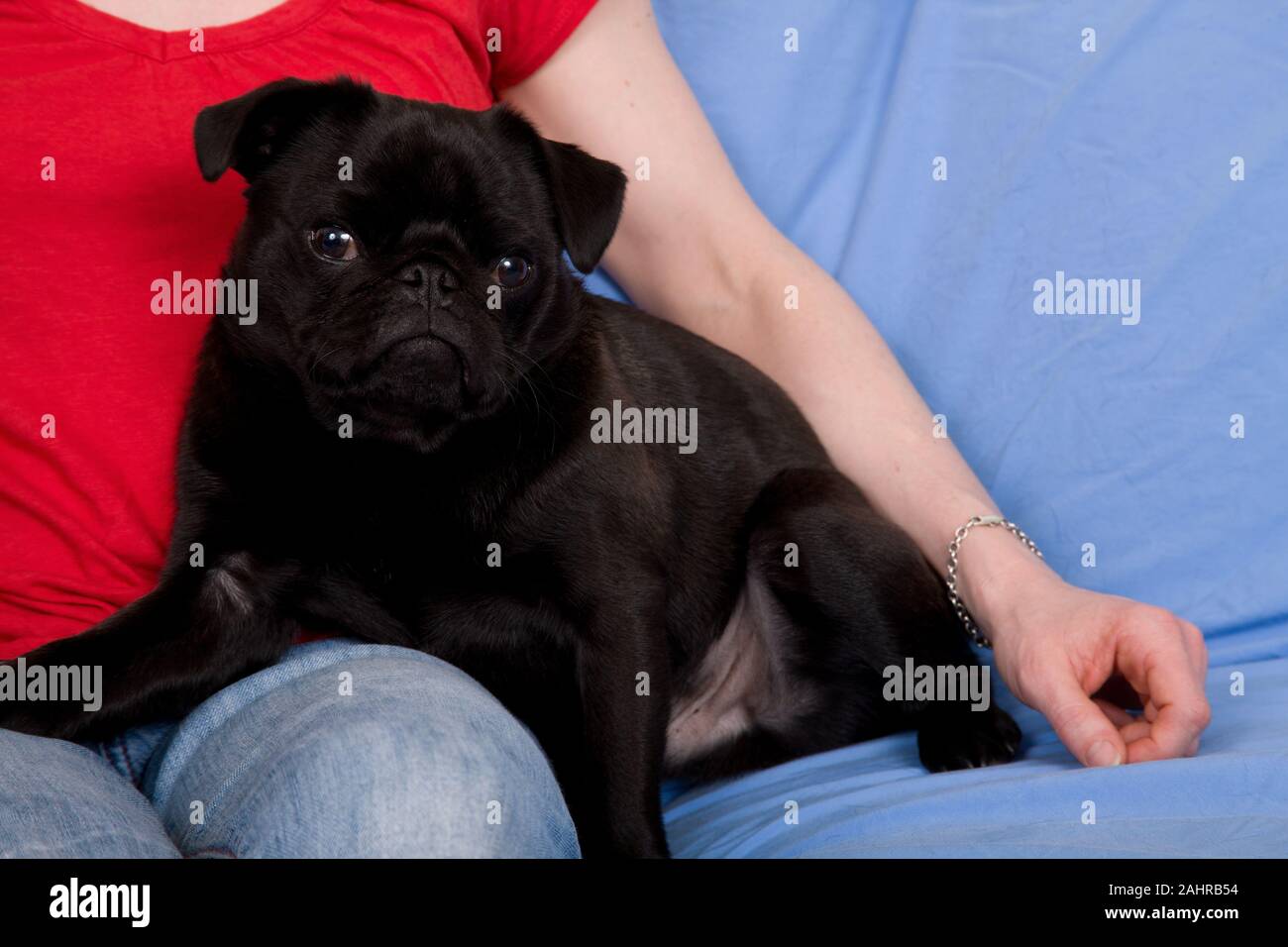 Donna cuddling il suo nero Pug, fagiolo Foto Stock