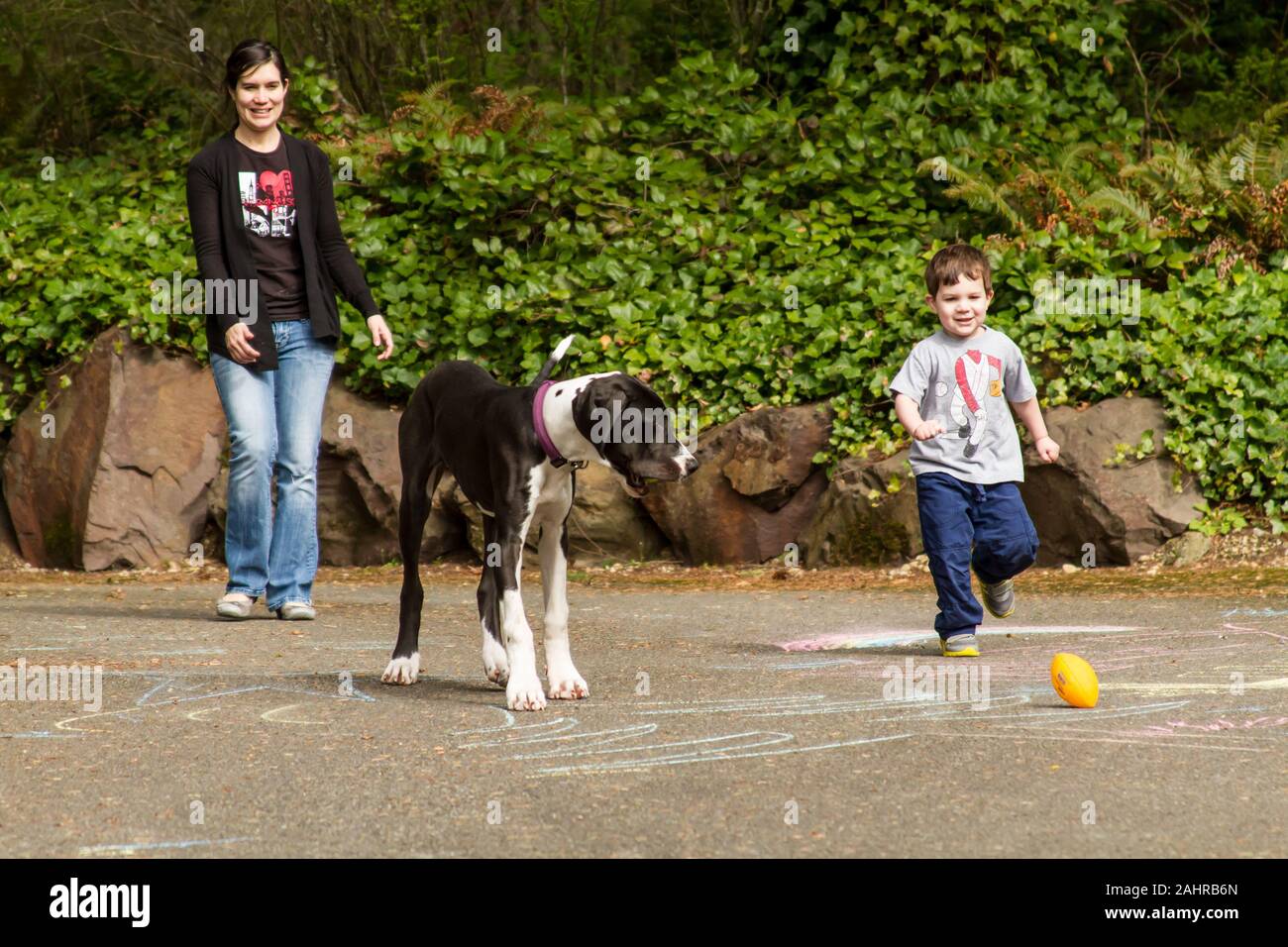 Issaquah, Washington, Stati Uniti d'America. Sei mesi Alano cucciolo, "Athena", giocare a palla con i suoi proprietari. (PR) (MR) Foto Stock