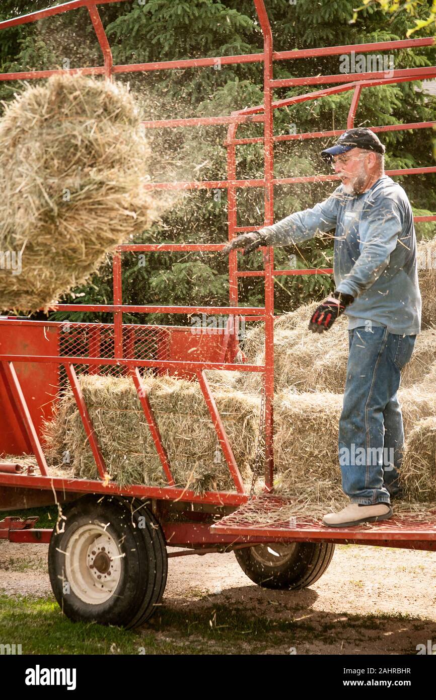 L'uomo pitching balle di fieno al di fuori di un carro di fieno, di essere spostato nel granaio, nei pressi di Galena, Illinois, Stati Uniti d'America. (MR) Foto Stock