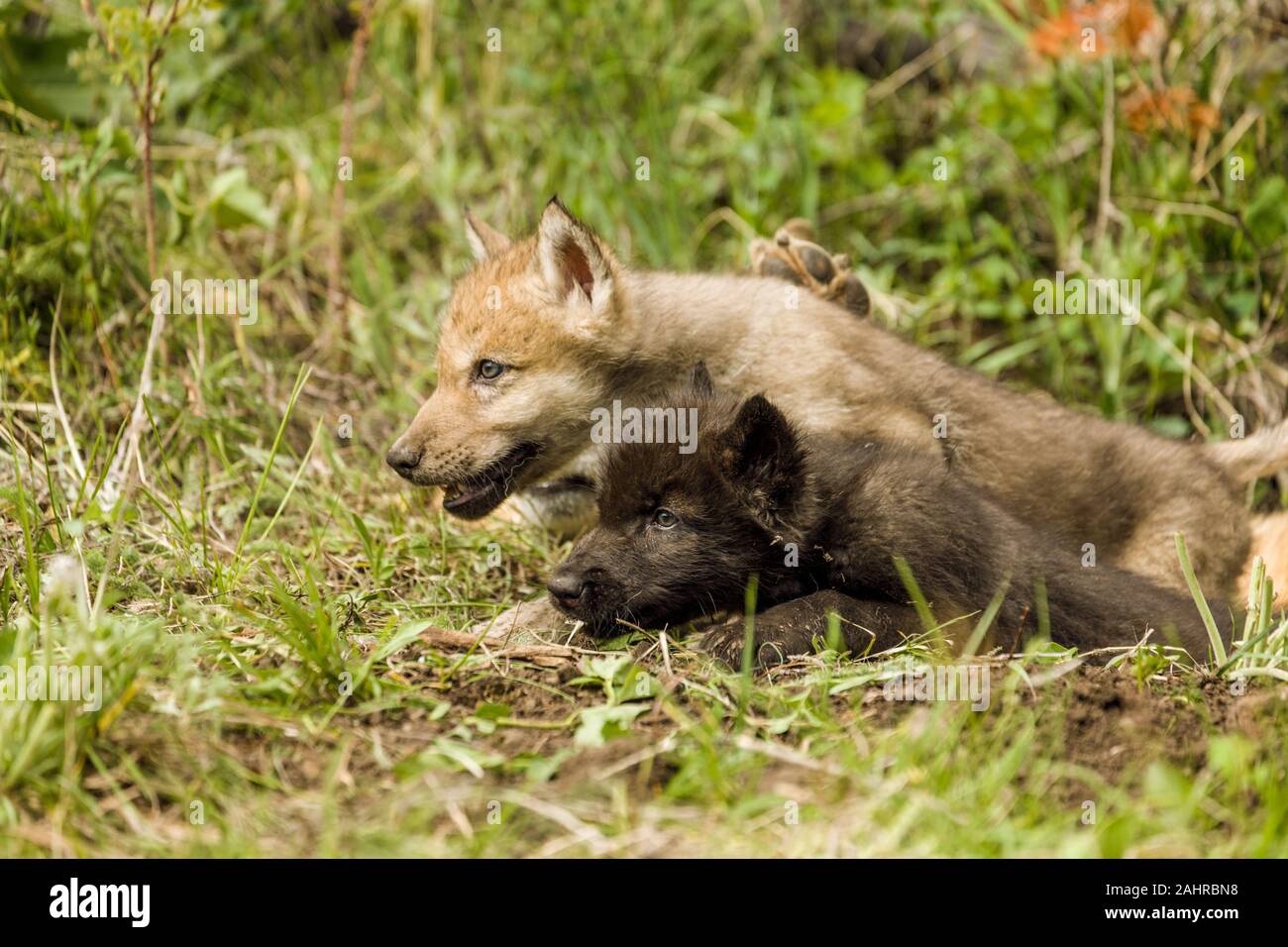 Due lupo grigio cuccioli appena venuta fuori del loro den, vicino a Bozeman, Montana. Gli animali in cattività. Foto Stock