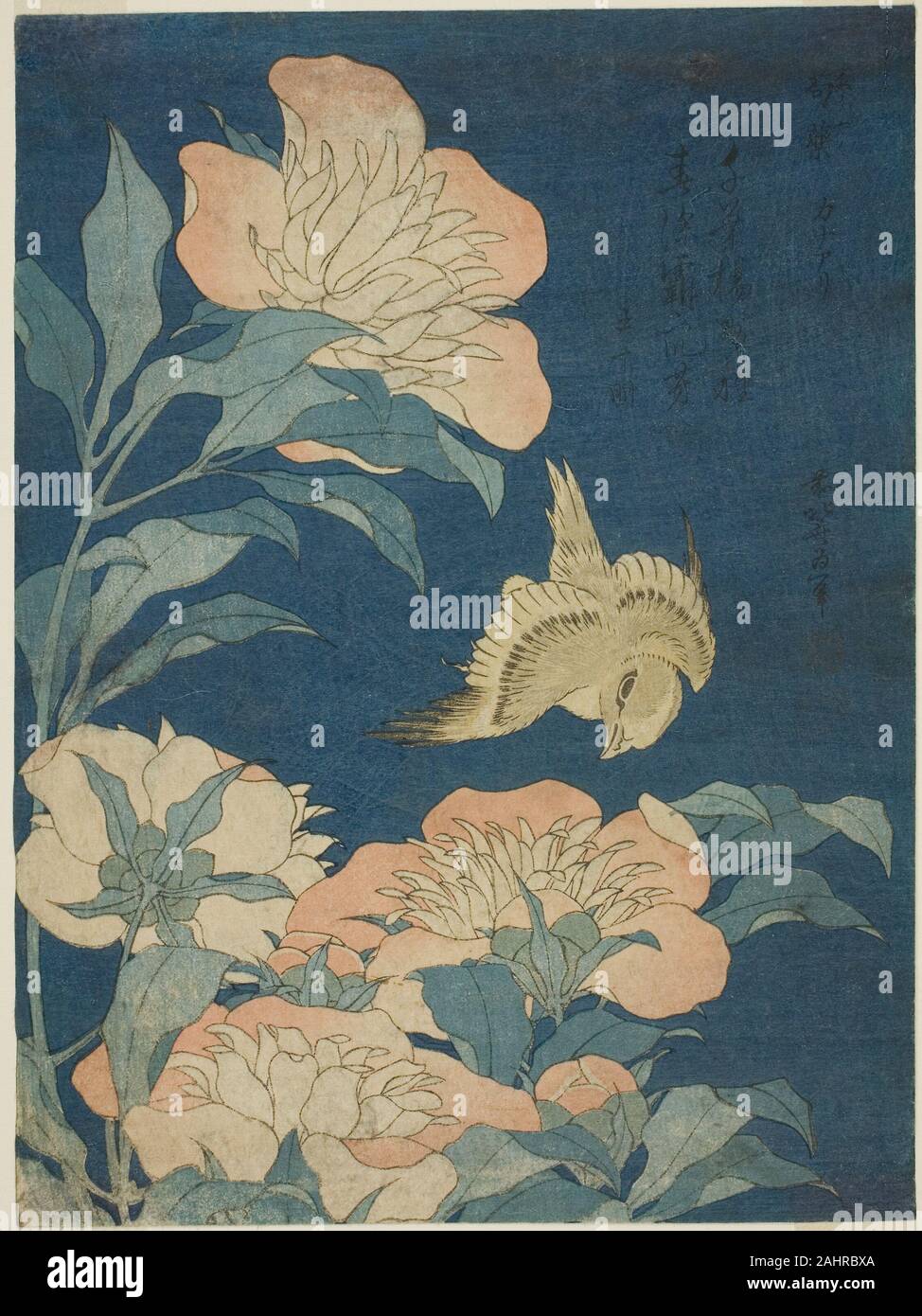Katsushika Hokusai. Isole Canarie e peonia (Kanaari, shakuyaku), da un untitled serie di fiori e uccelli. 1829-1839. Il Giappone. Colore stampa woodblock; chuban Foto Stock