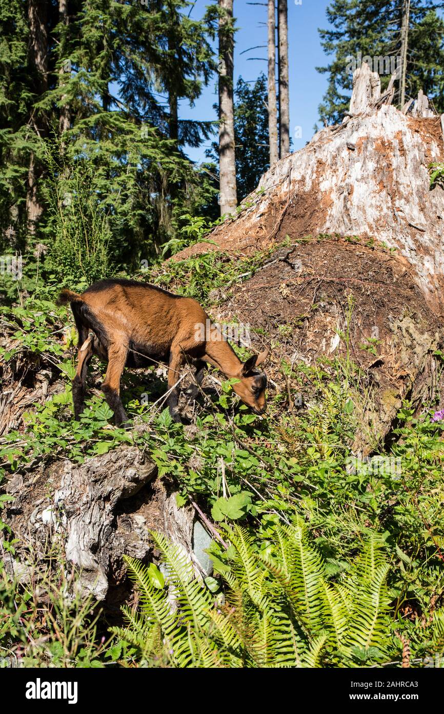 11 settimana vecchia capra Oberhasli mangiare blackberry vitigni bush sul pendio di una collina, che considera un trattamento in Issaquah, Washington, Stati Uniti d'America Foto Stock