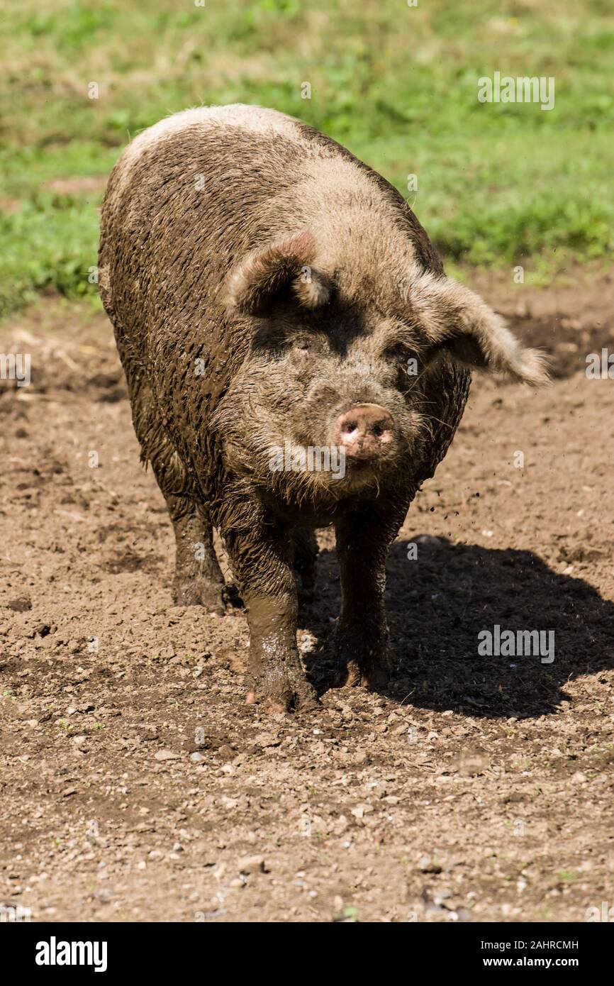 Garofano, Washington, Stati Uniti d'America. Terreni fangosi Gloucestershire Old Spots pig scuotere qualche eccesso di fango. (PR) Foto Stock
