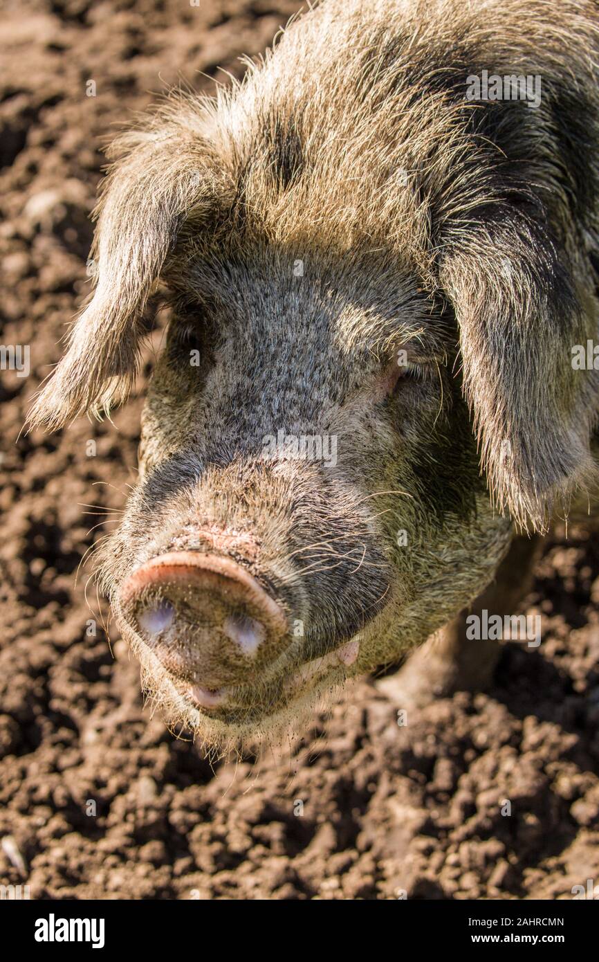 Gloucestershire Old Spots pig close-up in western WASHINGTON, STATI UNITI D'AMERICA Foto Stock
