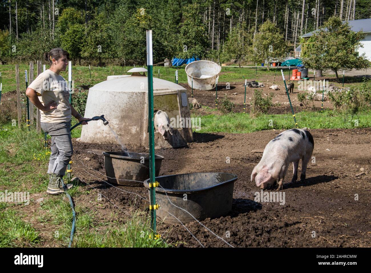 Garofano, Washington, Stati Uniti d'America. Donna riempimento un Gloucestershire Old Spots suini " vasca dell'acqua. (Per solo uso editoriale) Foto Stock