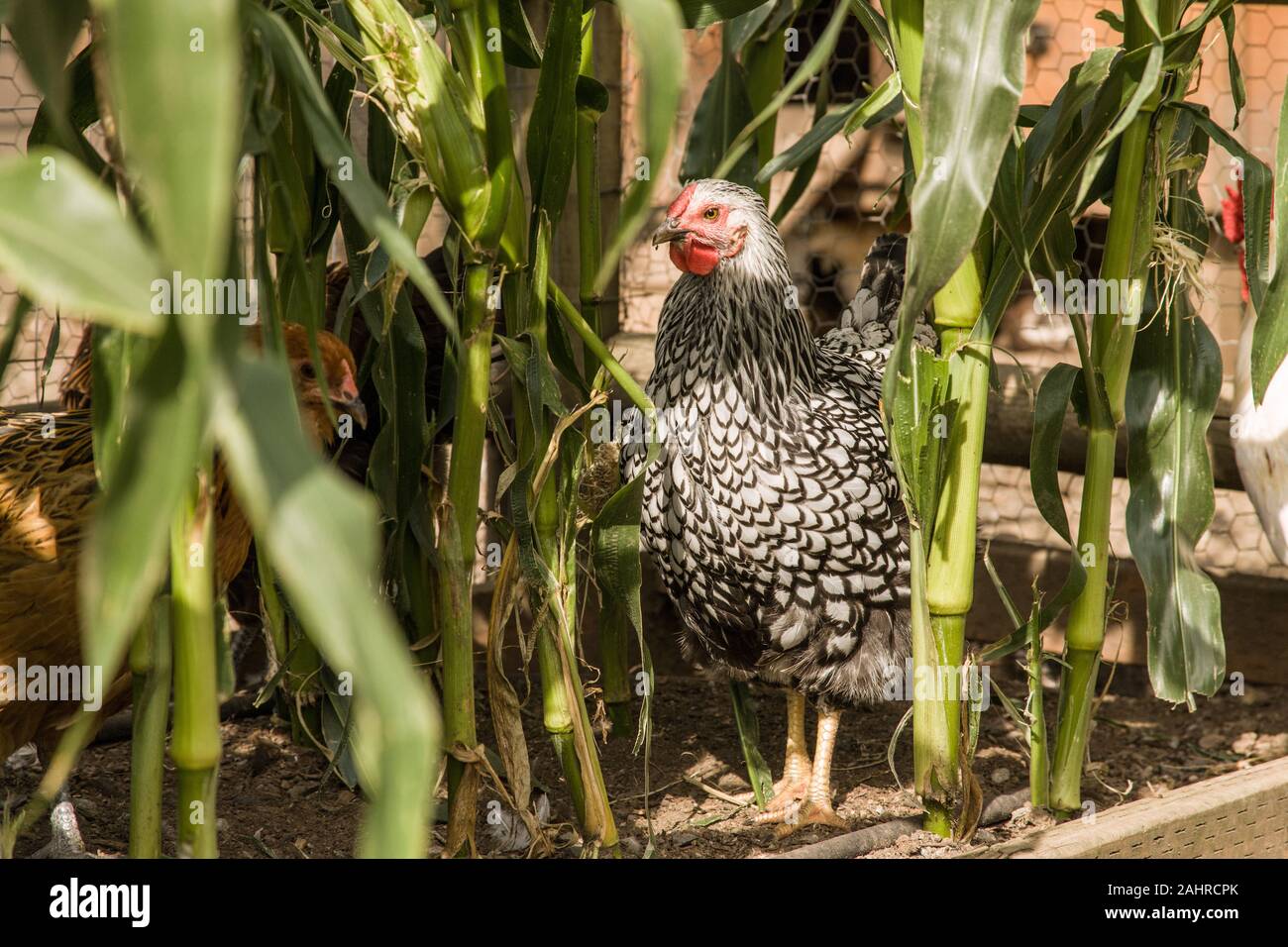 Argento-legare Wyandotte pollo foraggio per il cibo dal mais in giardino in Issaquah, Washington, Stati Uniti d'America Foto Stock