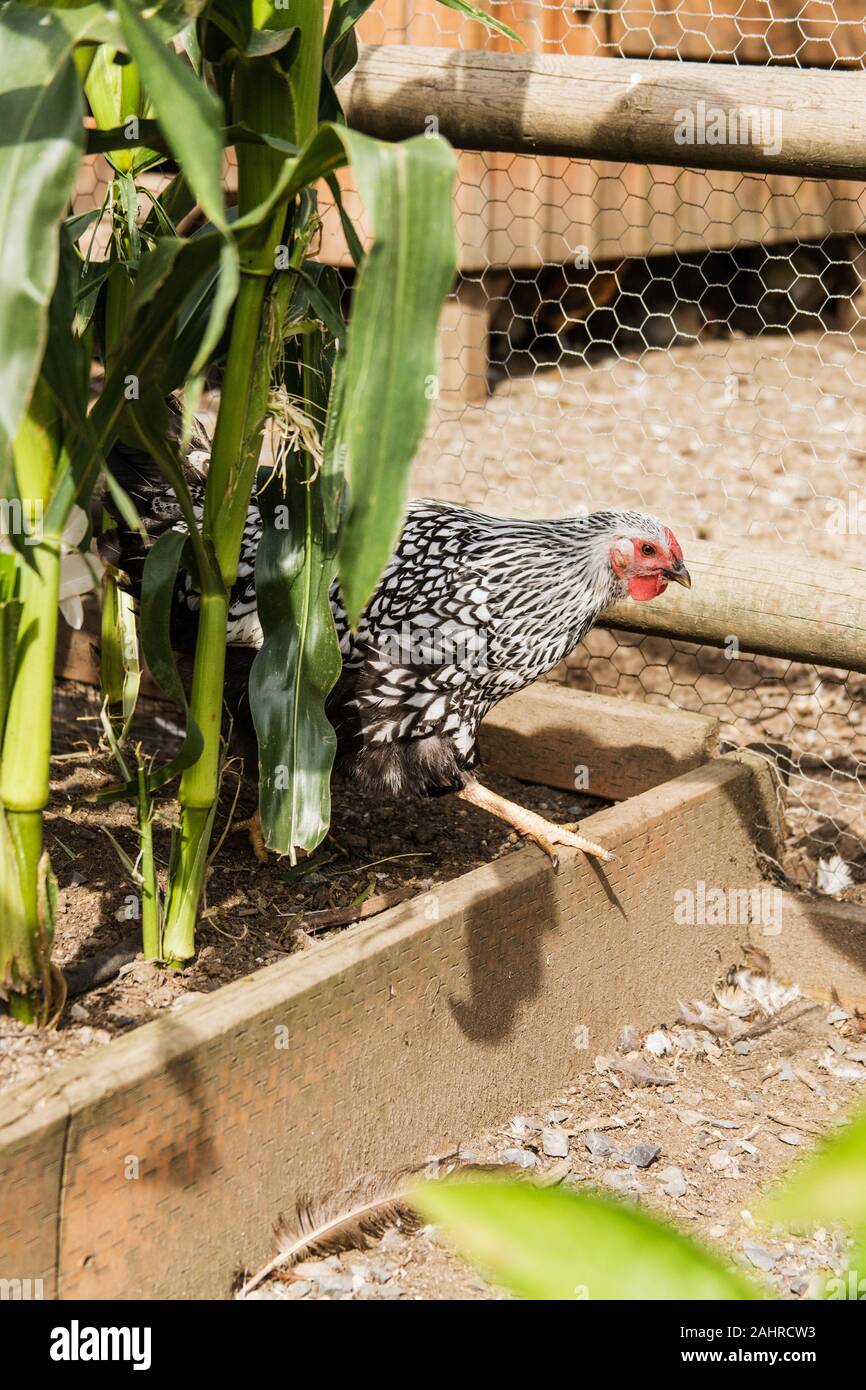 Argento-legare Wyandotte pollo foraggio per il cibo dal mais in giardino in Issaquah, Washington, Stati Uniti d'America Foto Stock