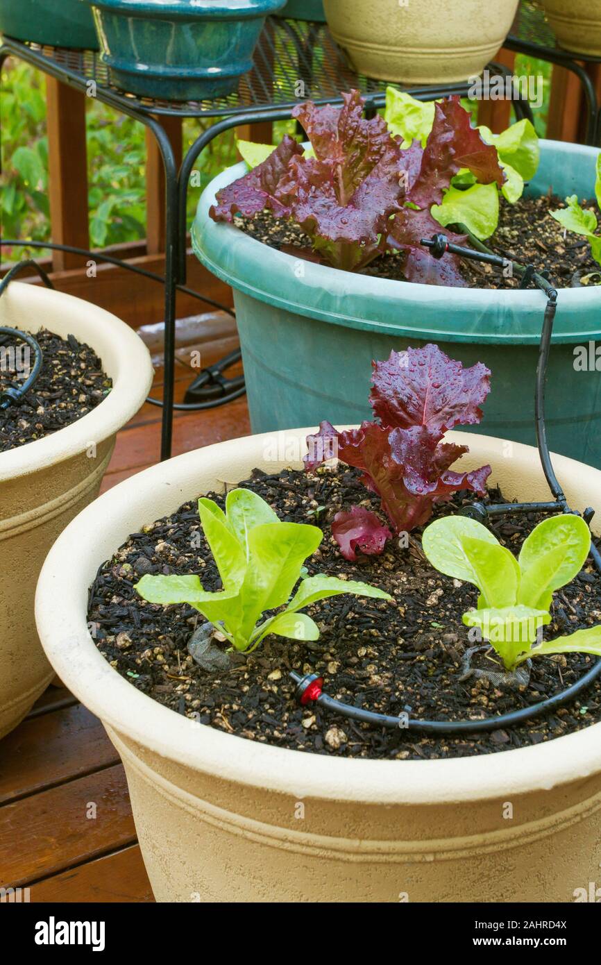 Contenitore giardino del piccolo gioiello e il Merlot lattuga crescendo in Sammamish, Washington, Stati Uniti d'America Foto Stock