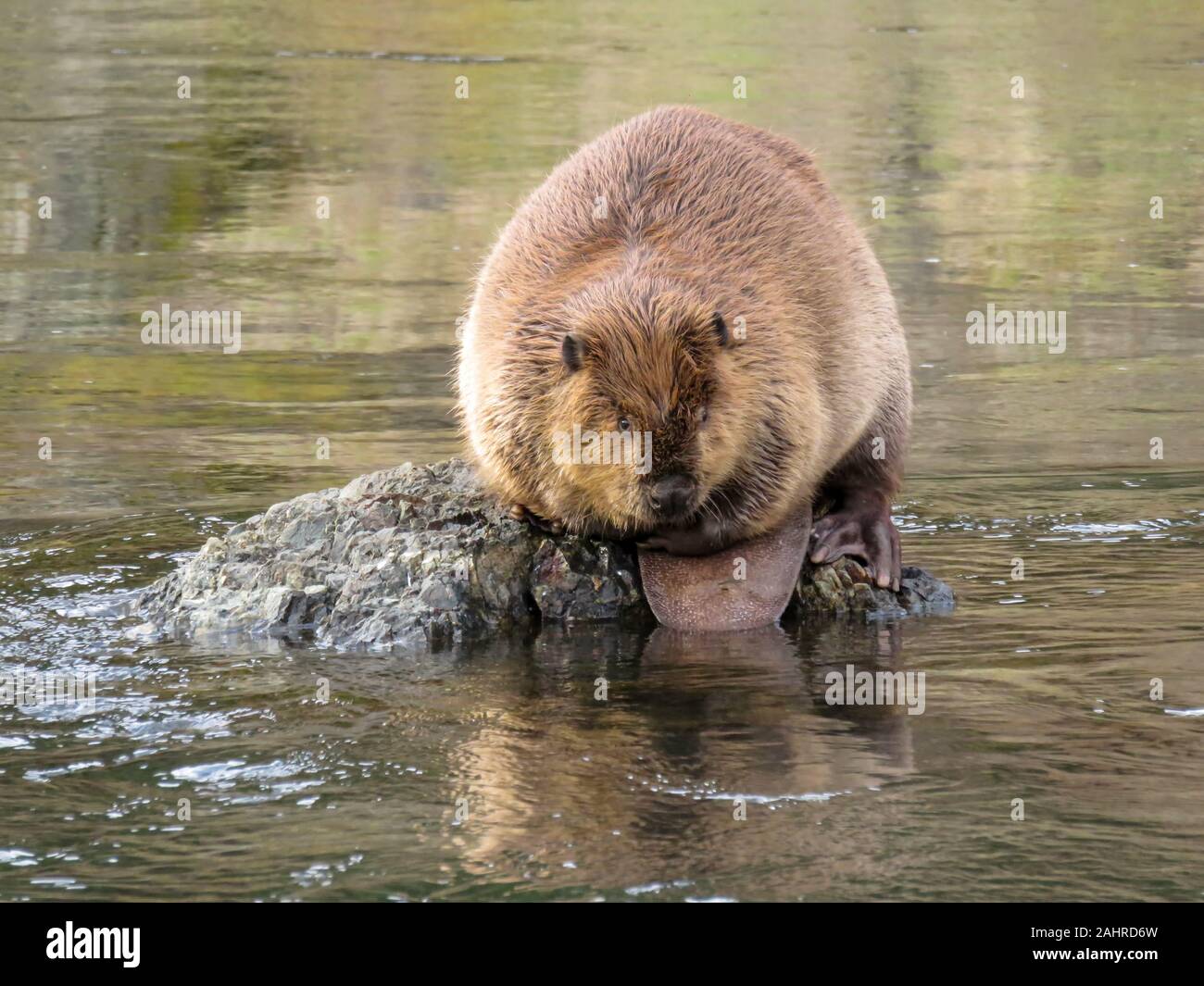 Rogue River, Oregon, Stati Uniti d'America. Beaver seduto su una roccia in un flusso in un deserto area. Foto Stock