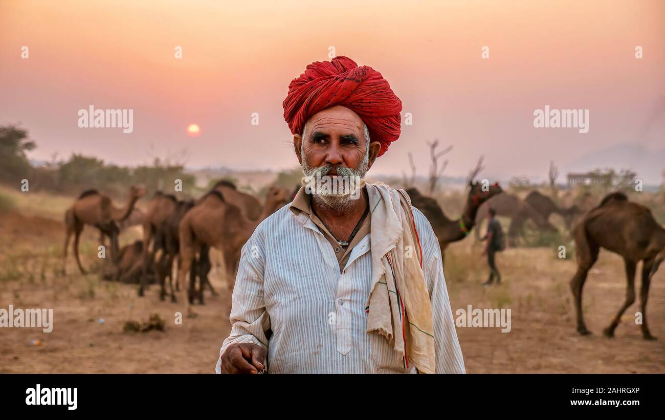 Pushkar, India - nov. 20, 2015. Un cammello di Rajasthani trader si trova di fronte la sua mandria di cammelli che è in vendita presso l'annuale del cammello di Pushkar Fair. Foto Stock