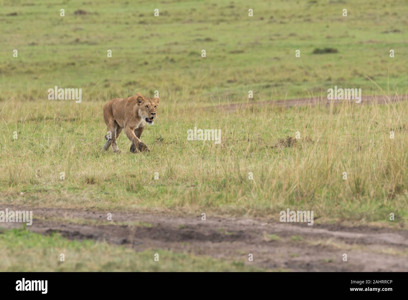 Una donna contesa da doppio orgoglio di croce camminando nelle pianure di. Africa all'interno della Riserva Nazionale Masai Mara durante un safari di fauna selvatica Foto Stock