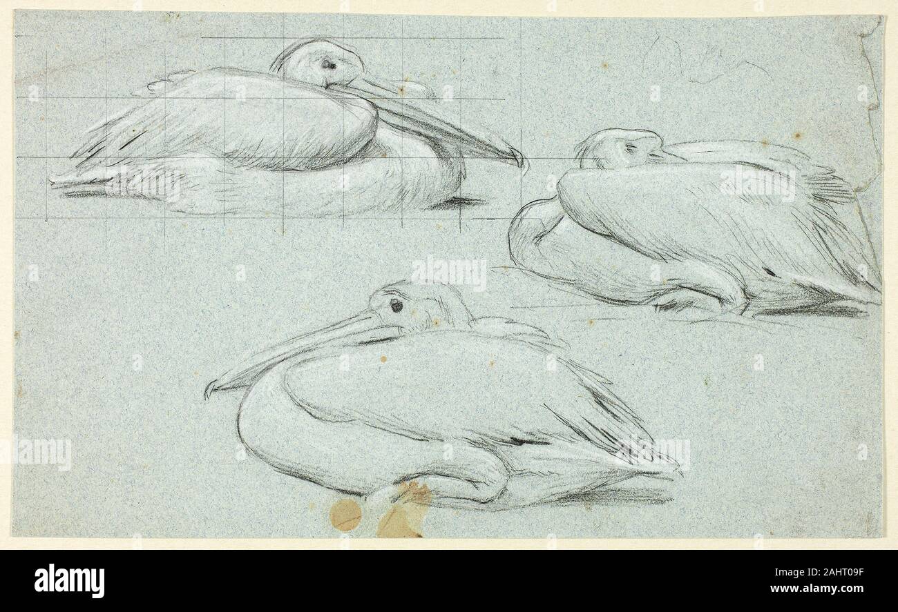 Henry Stacy contrassegni. Tre schizzi di pellicani. 1849-1898. In Inghilterra. Nero pastello, accentuato con il bianco pastello, squadrati in grafite, su blu carta intessuta Foto Stock Henry Stacy contrassegni. Tre schizzi di pellicani. 1849-1898. In Inghilterra. Nero pastello, accentuato con il bianco pastello, squadrati in grafite, su blu carta intessuta Foto Stock