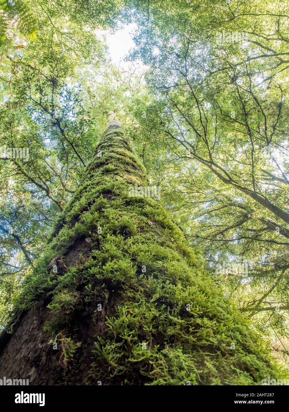 Dacrycarpus Kahikatea dacrydioides, coperte di muschio tronco di albero rivolta verso la luce attraverso foglie rami di foglie di Pureora Forest West Taupo, Nuova Zelanda Foto Stock