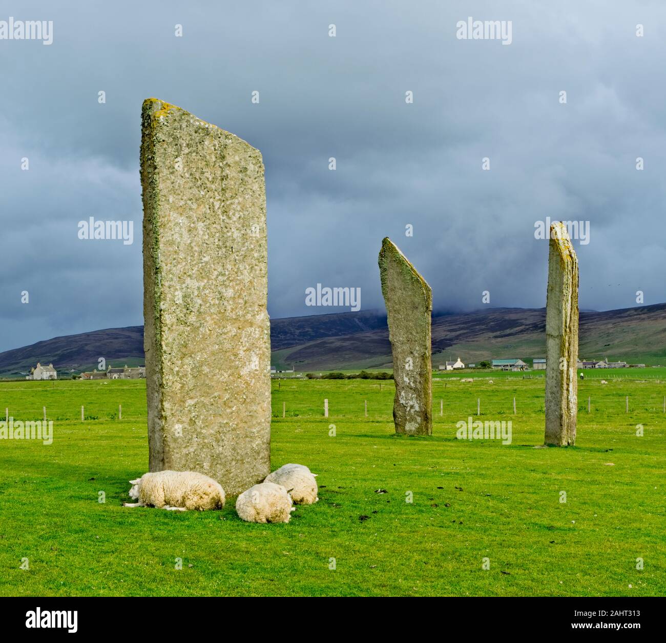 Pecore annidato alla base di un menhir di standing pietre di Stenness Foto Stock