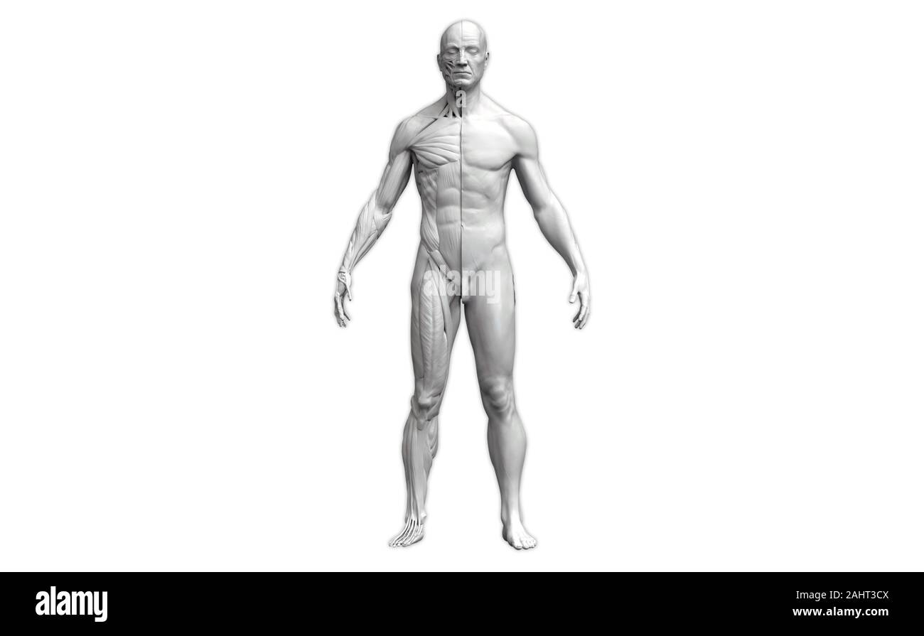 Corpo Umano anatomia di un uomo in vista frontale isolato in sfondo bianco - 3d rendering Foto Stock