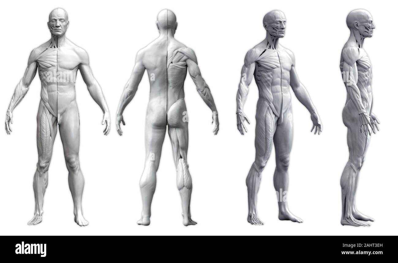 Corpo Umano anatomia di un uomo in quattro viste isolate in sfondo bianco- 3d rendering Foto Stock