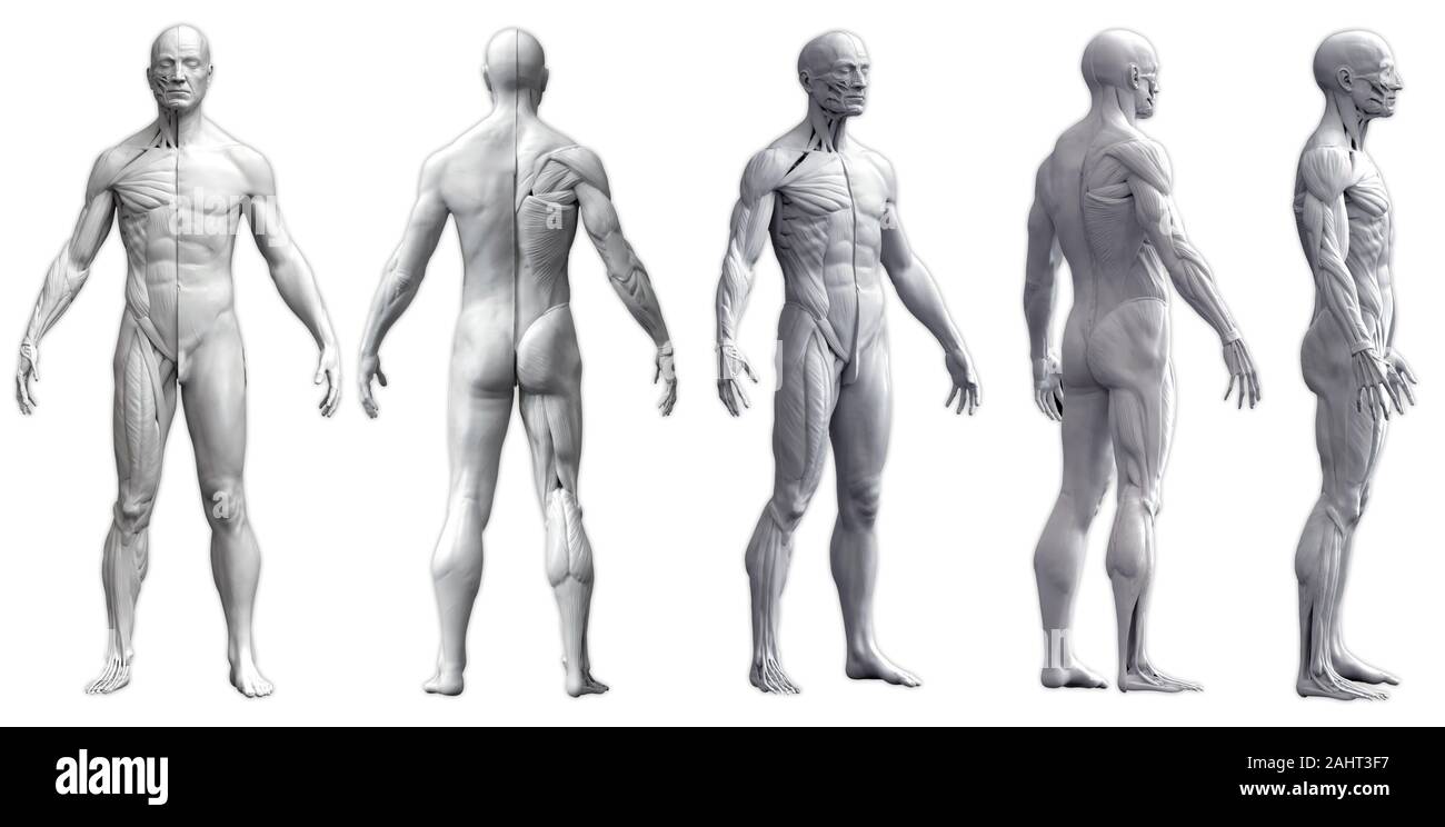 Corpo Umano anatomia di un uomo in cinque viste isolate in sfondo bianco - 3d rendering Foto Stock