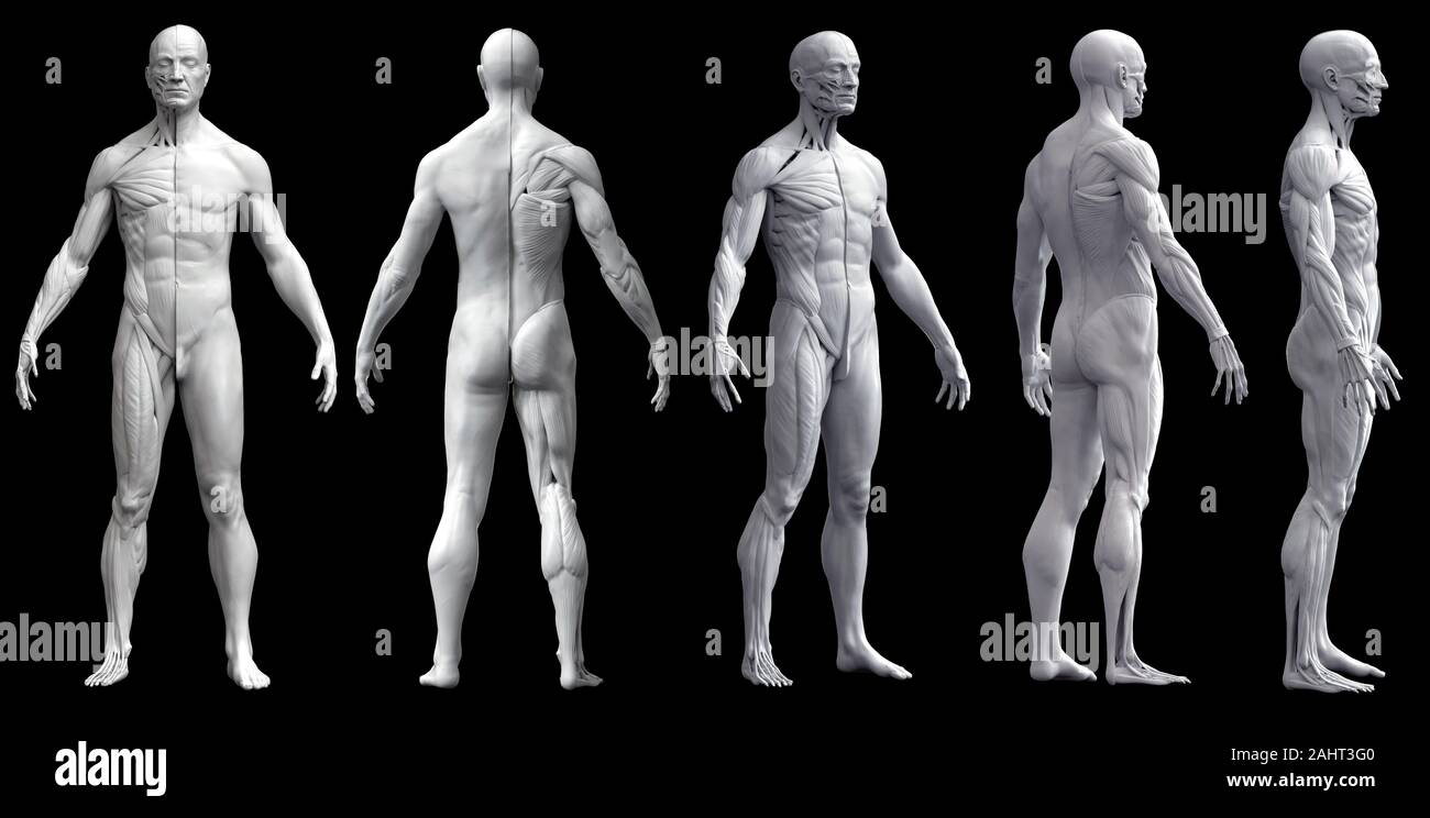 Corpo Umano anatomia di un uomo cinque viste isolate in sfondo nero - 3d rendering Foto Stock