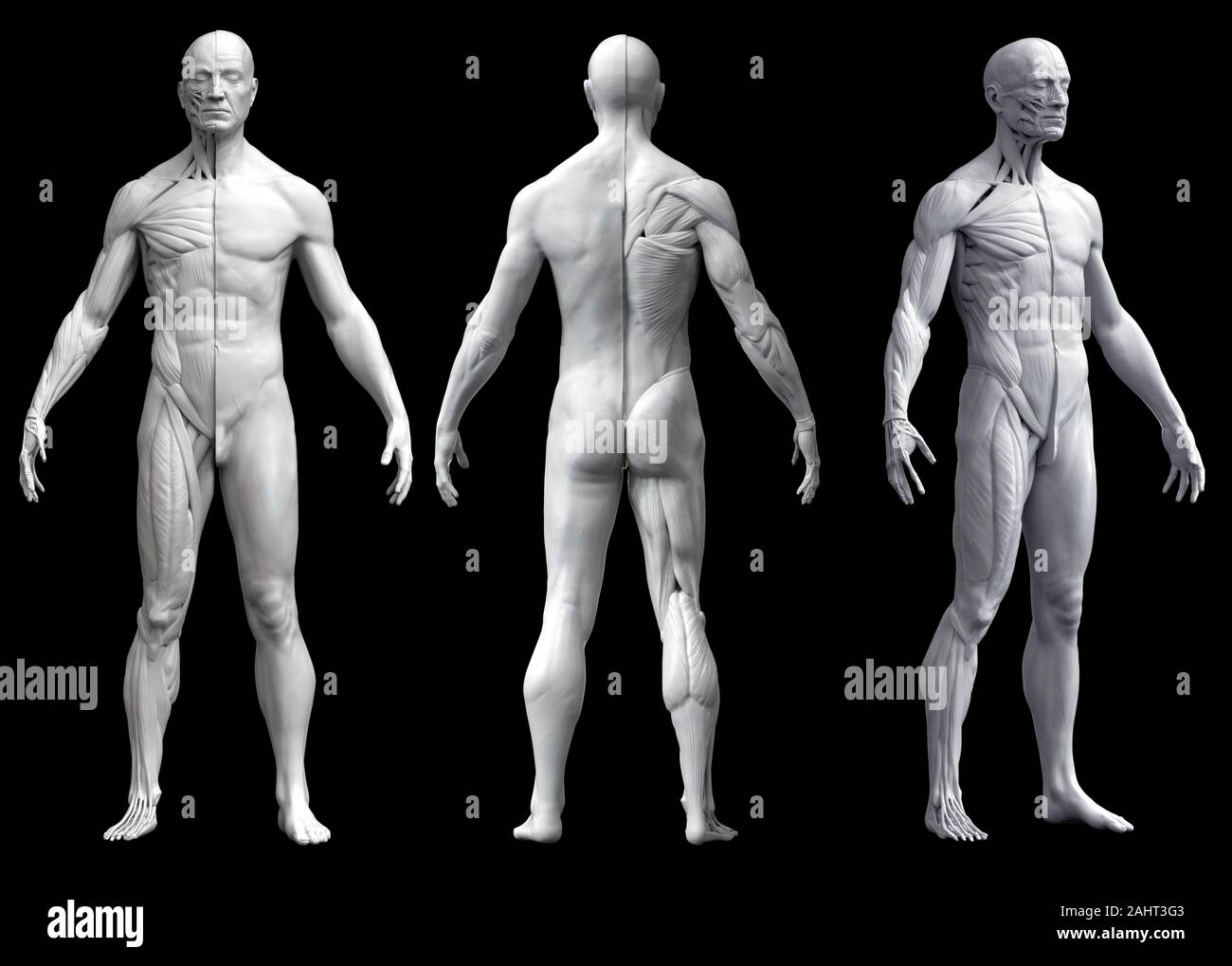 Corpo Umano anatomia di un uomo in tre viste isolate in sfondo bianco - 3d rendering Foto Stock
