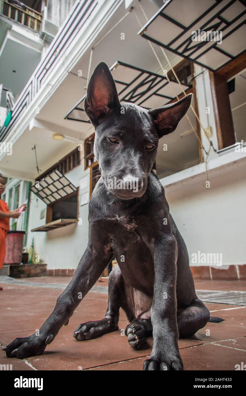 Un nero Thai Ridgeback cucciolo Foto Stock