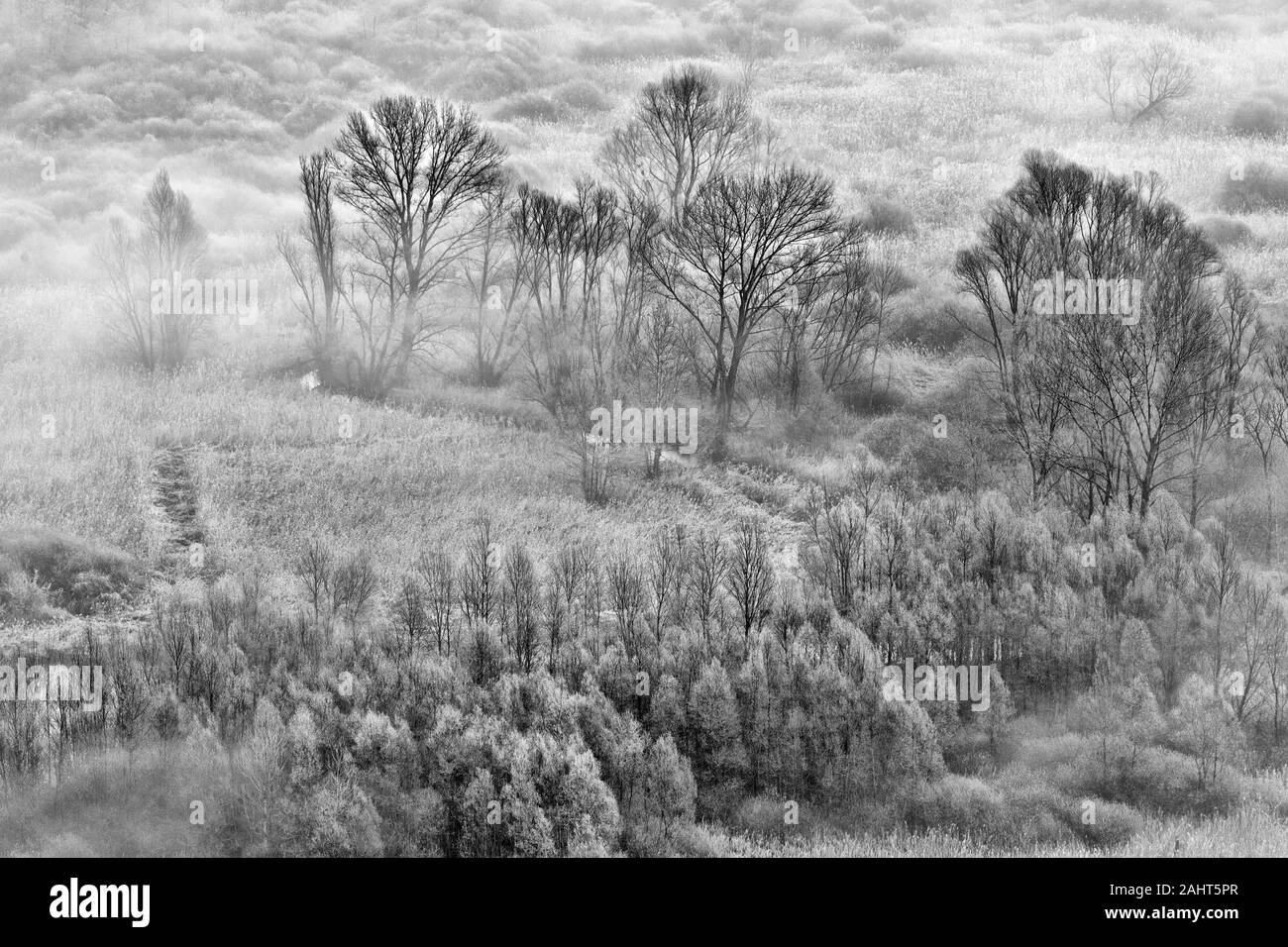 Sunrise oltre il Bosco nebbioso, la fotografia in bianco e nero Foto Stock