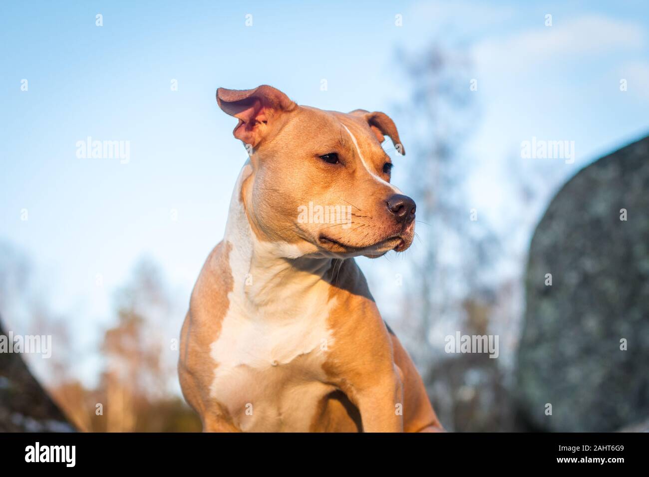 Ritratto di un American Staffordshire Terrier Foto Stock