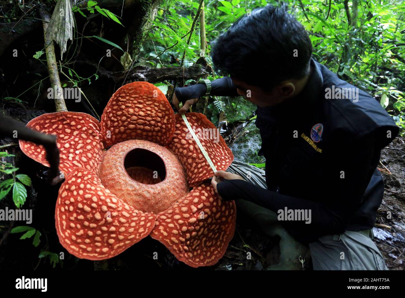 A ovest di Sumatra, Indonesia. 31 Dic, 2019. Un misure ufficiali di un fiore rafflesia a Maninjau conservazione delle foreste nella regione di Agam, a ovest di Sumatra, Indonesia, 31 dic. 2019. Credito: Ardi Mardiansyah/Xinhua/Alamy Live News Foto Stock