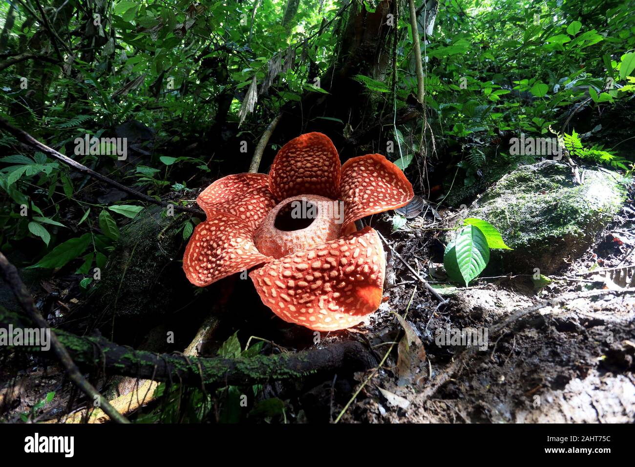 A ovest di Sumatra, Indonesia. 31 Dic, 2019. Un fiore rafflesia è visto a Maninjau conservazione delle foreste nella regione di Agam, a ovest di Sumatra, Indonesia, 31 dic. 2019. Credito: Ardi Mardiansyah/Xinhua/Alamy Live News Foto Stock