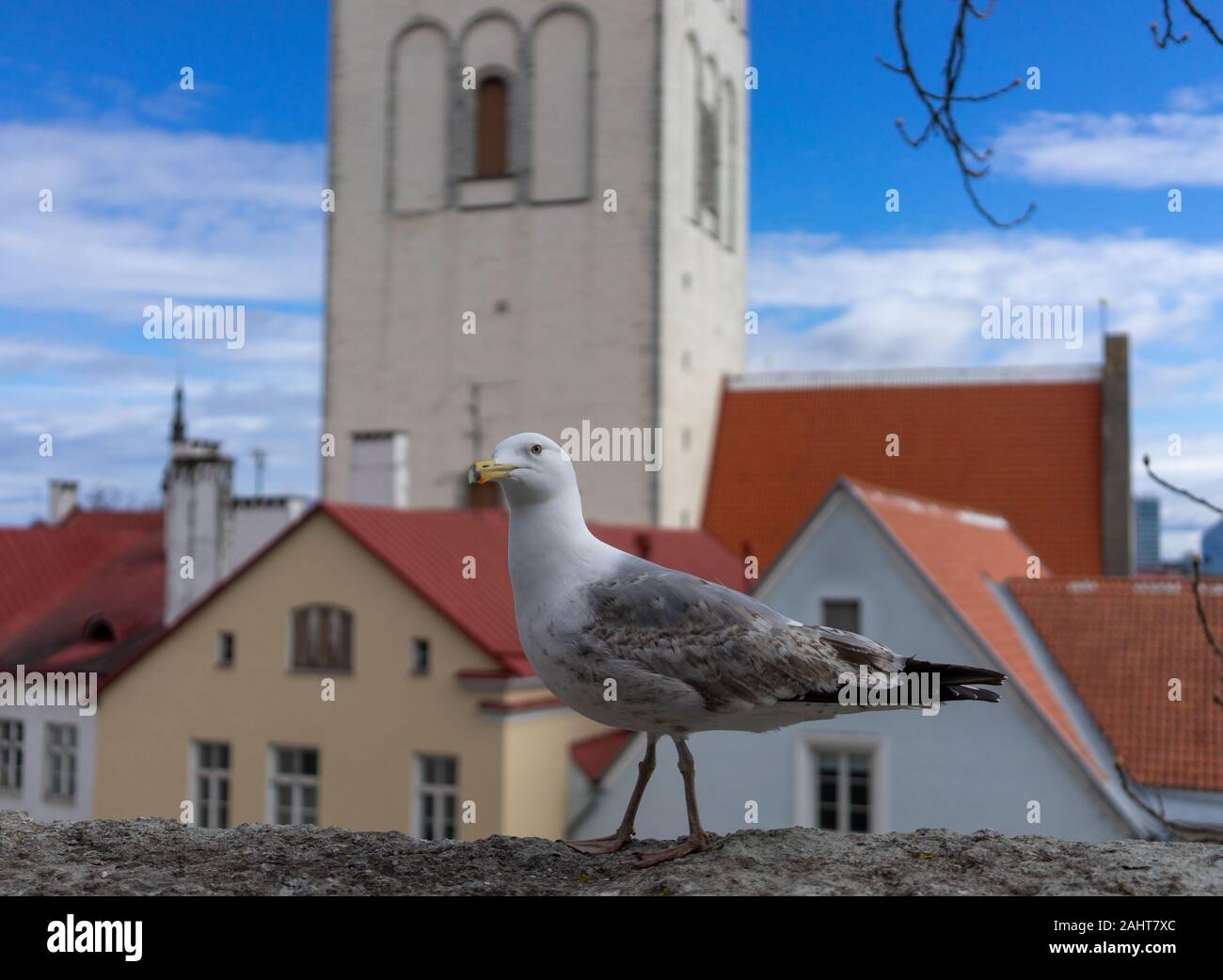 Seagull su una soletta di calcestruzzo sullo sfondo della città vecchia di Tallinn Foto Stock